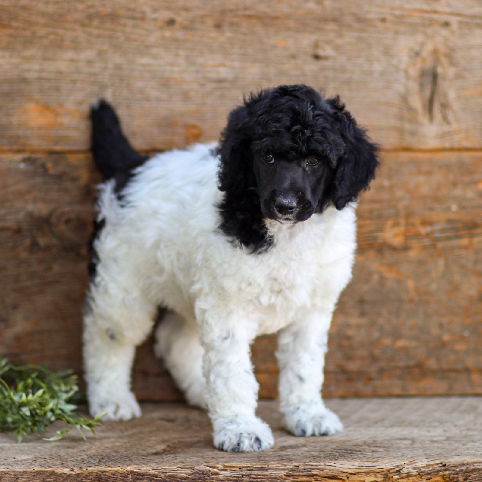 puppy, for, sale, Standard Poodle, John  Stoltzfus, dog, breeder, Christiana, PA, dog-breeder, puppy-for-sale, forsale, nearby, find, puppyfind, locator, puppylocator, aca
