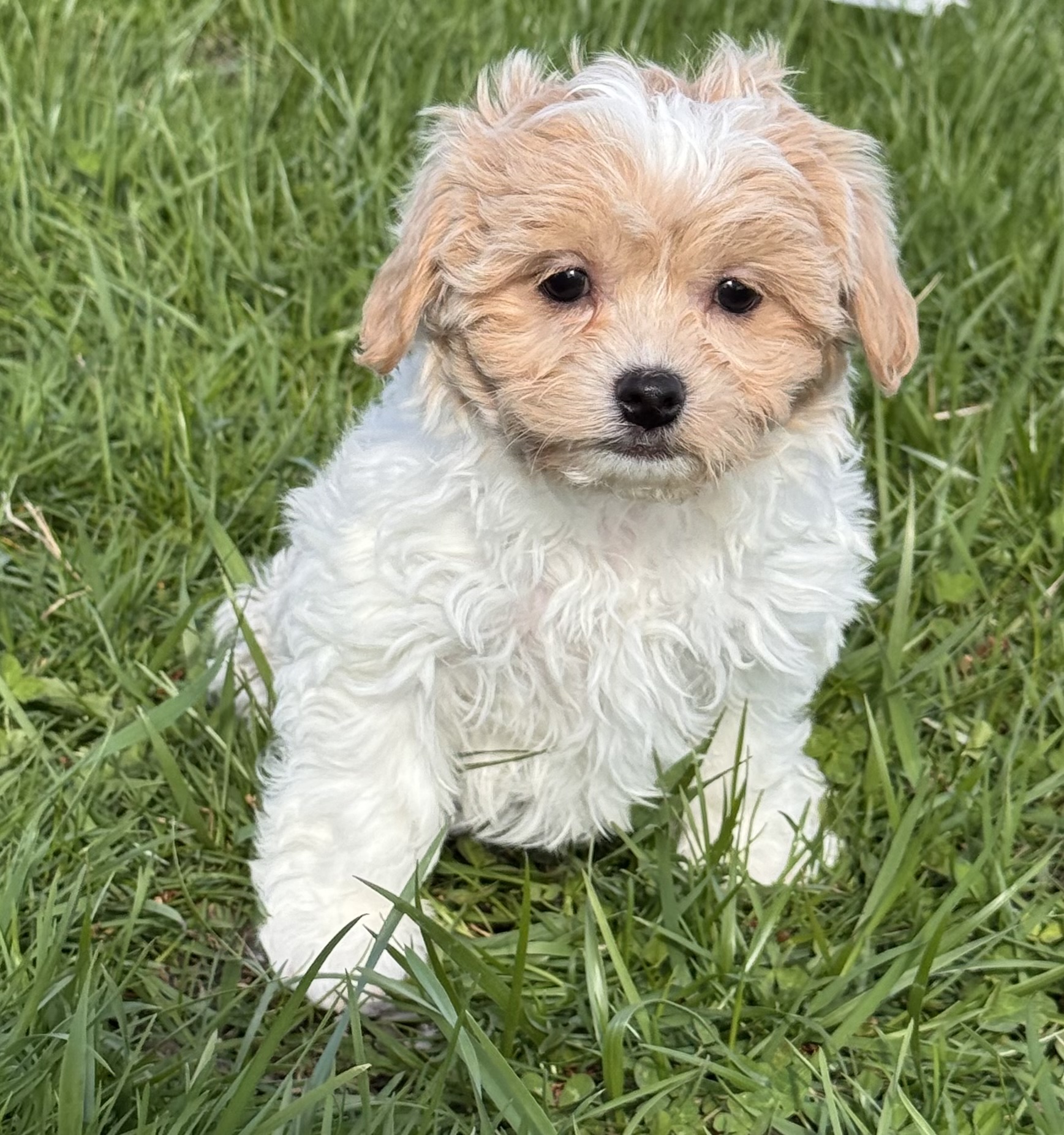 puppy, for, sale, Havanese, Curtis  Martin, dog, breeder, Seneca Falls, NY, dog-breeder, puppy-for-sale, forsale, nearby, find, puppyfind, locator, puppylocator, aca