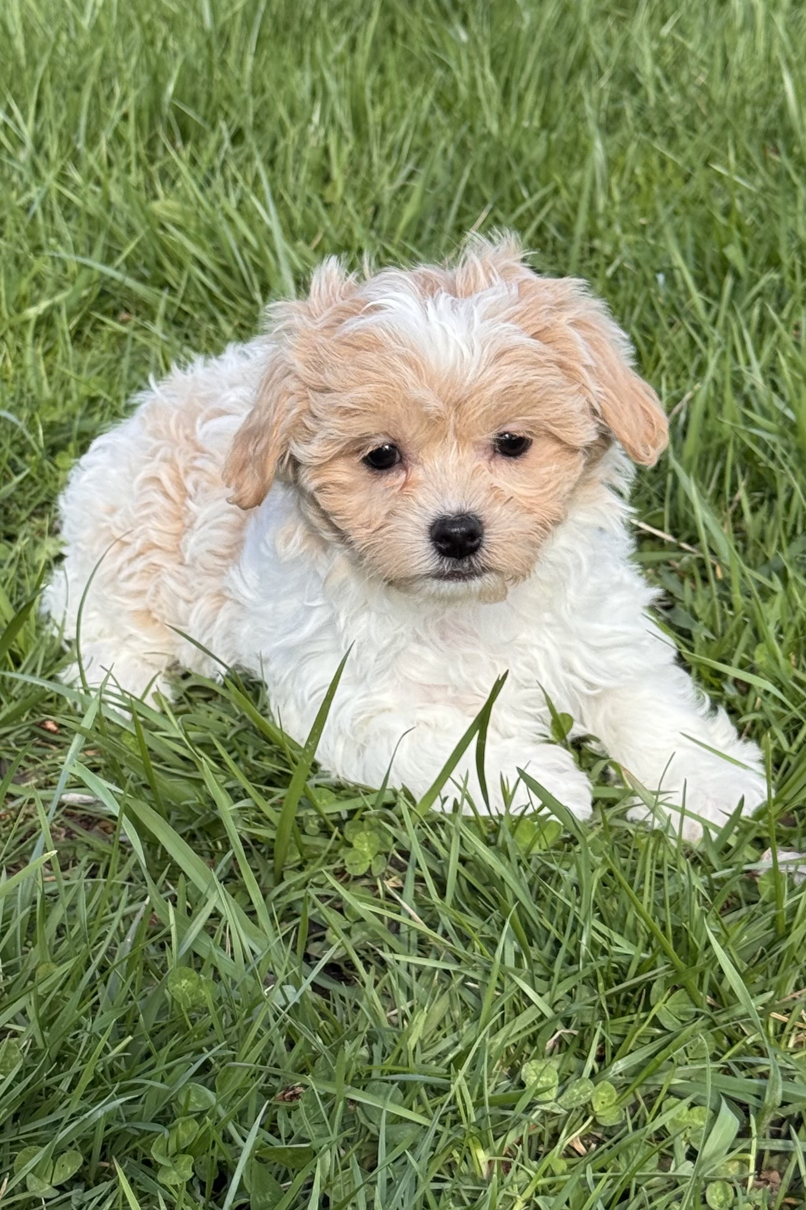 puppy, for, sale, Havanese, Curtis  Martin, dog, breeder, Seneca Falls, NY, dog-breeder, puppy-for-sale, forsale, nearby, find, puppyfind, locator, puppylocator, aca