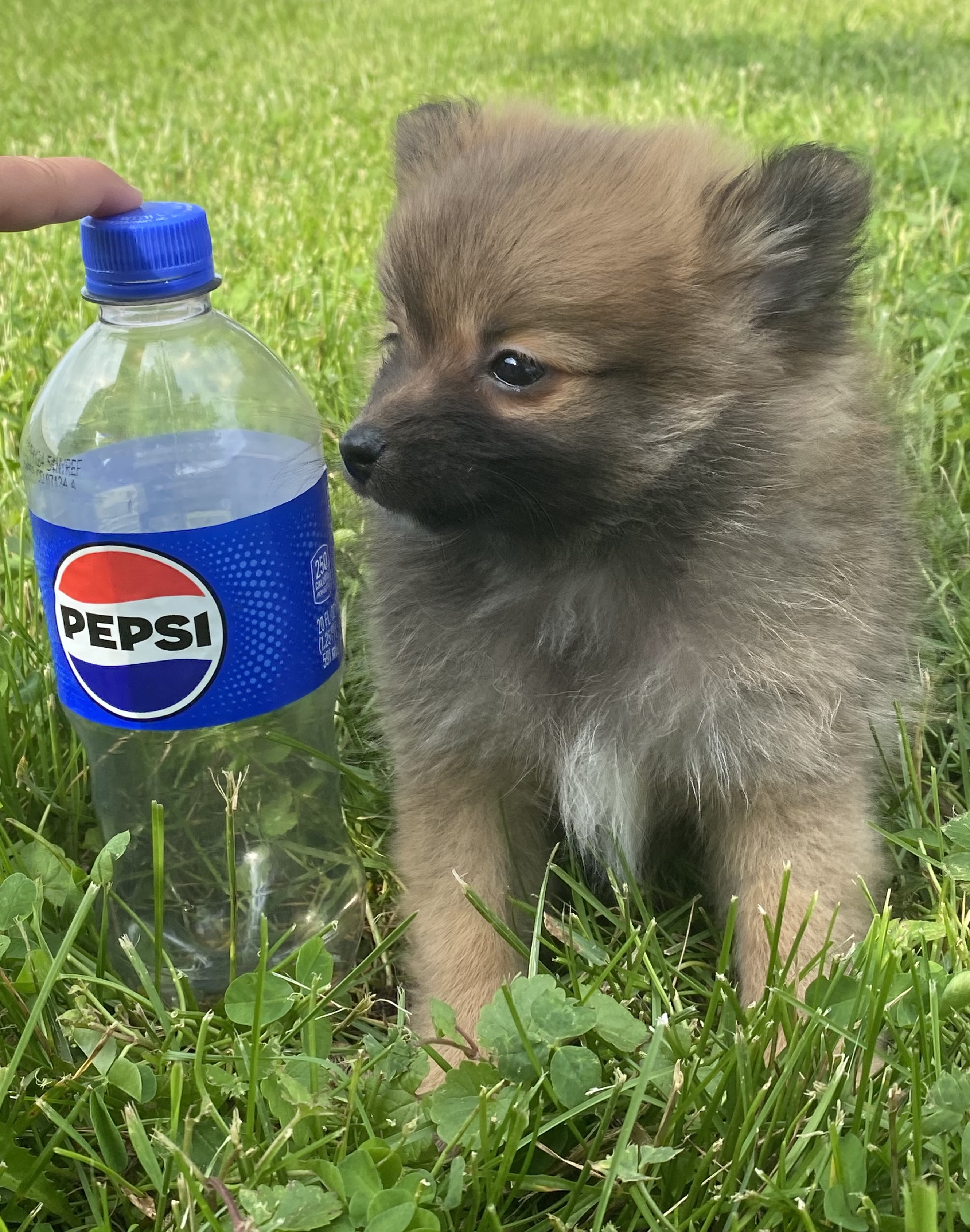 puppy, for, sale, Pomeranian, Curtis  Martin, dog, breeder, Seneca Falls, NY, dog-breeder, puppy-for-sale, forsale, nearby, find, puppyfind, locator, puppylocator, aca