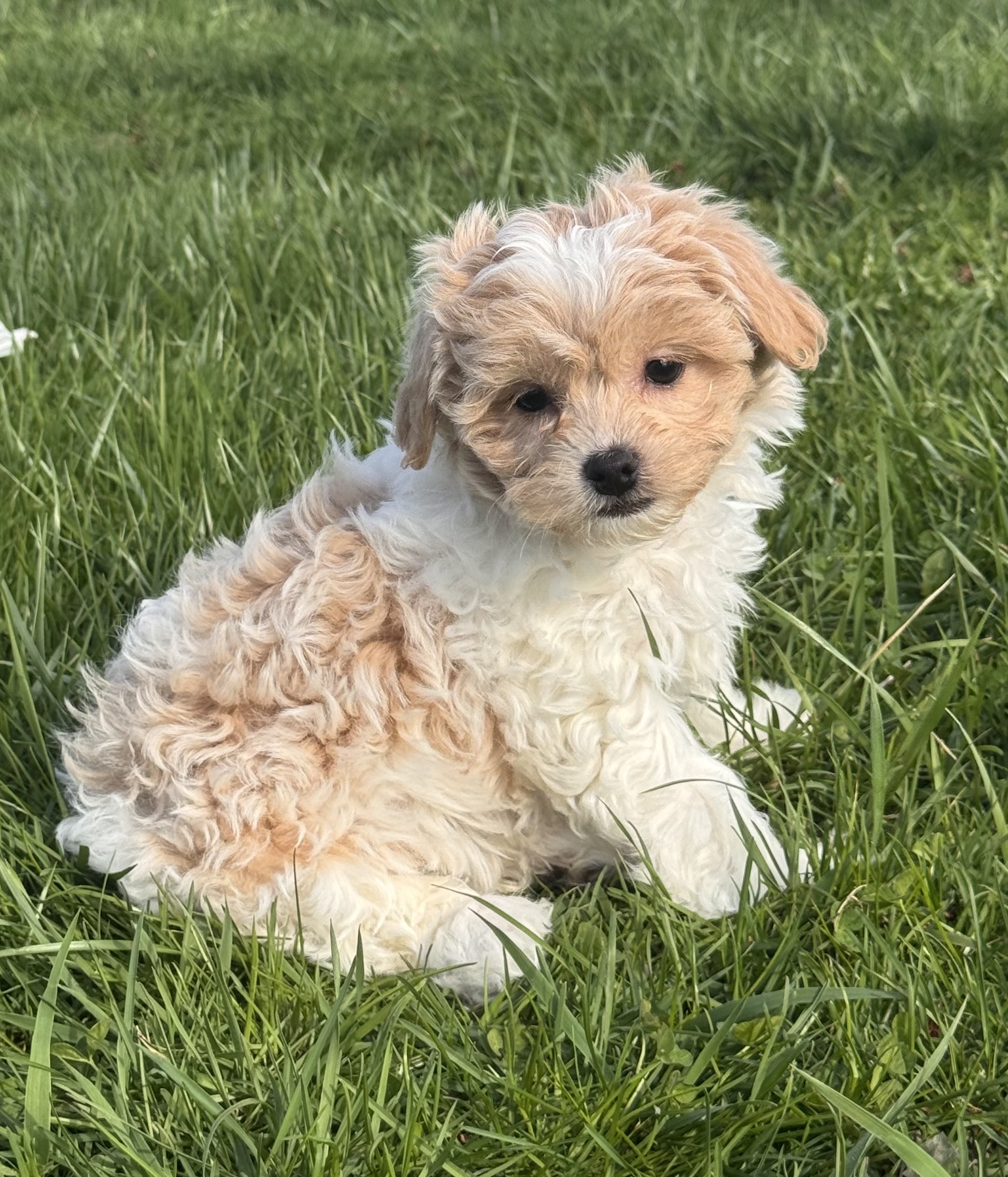puppy, for, sale, Havanese, Curtis  Martin, dog, breeder, Seneca Falls, NY, dog-breeder, puppy-for-sale, forsale, nearby, find, puppyfind, locator, puppylocator, aca