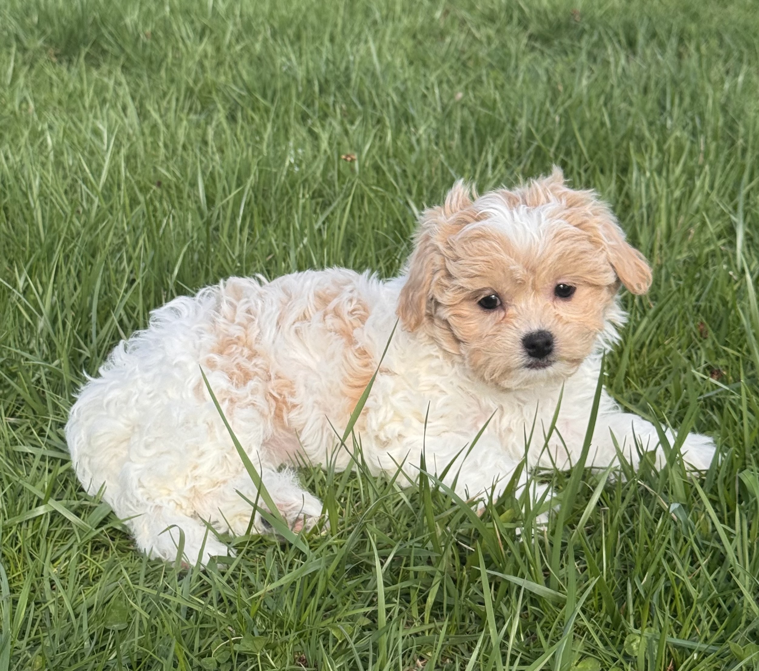 puppy, for, sale, Havanese, Curtis  Martin, dog, breeder, Seneca Falls, NY, dog-breeder, puppy-for-sale, forsale, nearby, find, puppyfind, locator, puppylocator, aca
