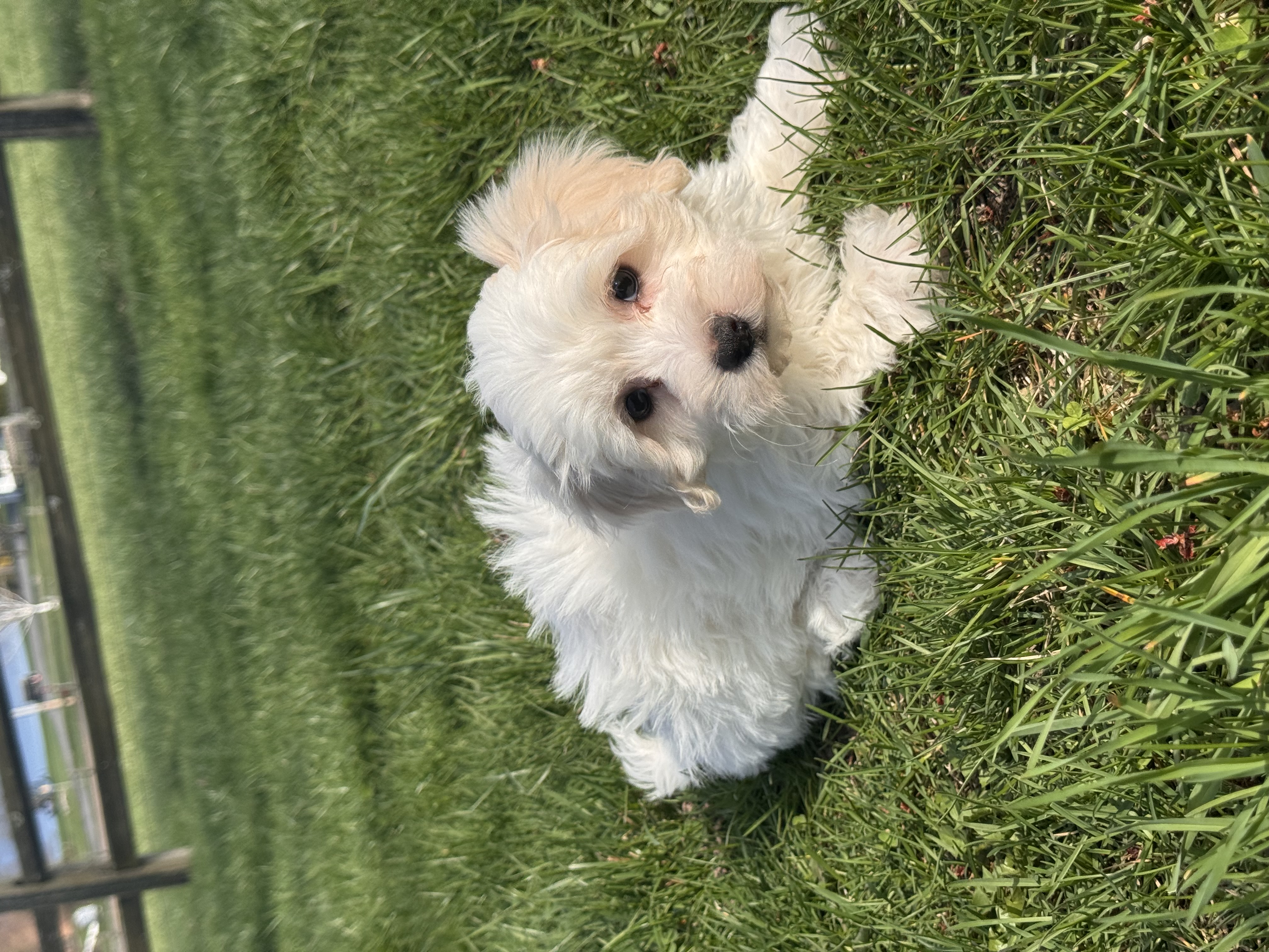 puppy, for, sale, Havanese/Coton de Tulear, Curtis  Martin, dog, breeder, Seneca Falls, NY, dog-breeder, puppy-for-sale, forsale, nearby, find, puppyfind, locator, puppylocator, aca