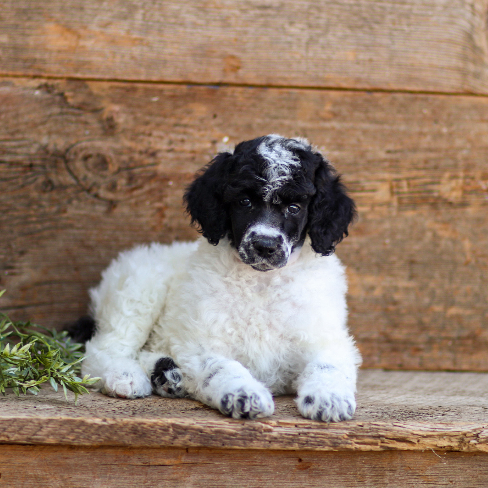 puppy, for, sale, Standard Poodle, John  Stoltzfus, dog, breeder, Christiana, PA, dog-breeder, puppy-for-sale, forsale, nearby, find, puppyfind, locator, puppylocator, aca