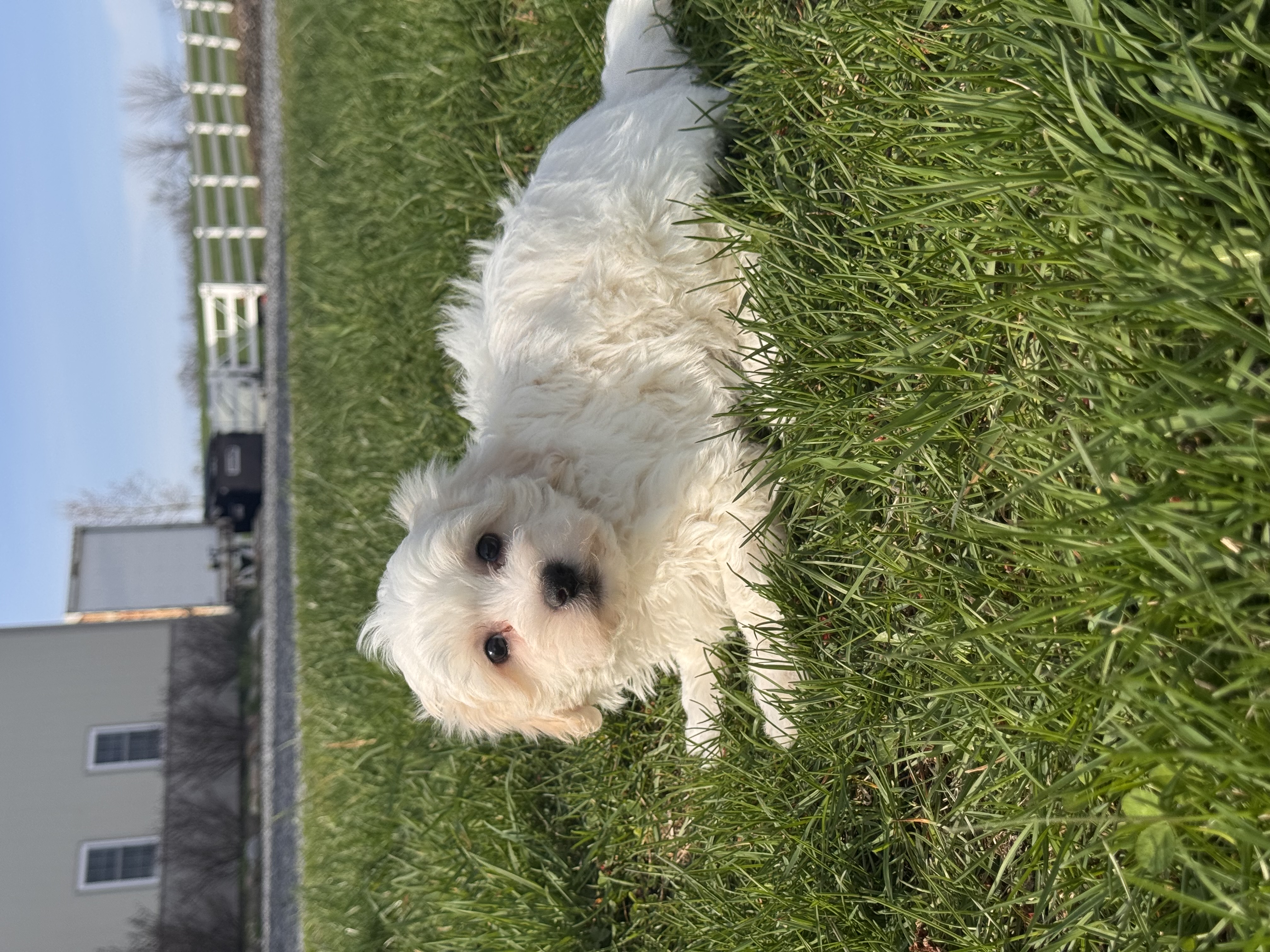 puppy, for, sale, Havanese/Coton de Tulear, Curtis  Martin, dog, breeder, Seneca Falls, NY, dog-breeder, puppy-for-sale, forsale, nearby, find, puppyfind, locator, puppylocator, aca