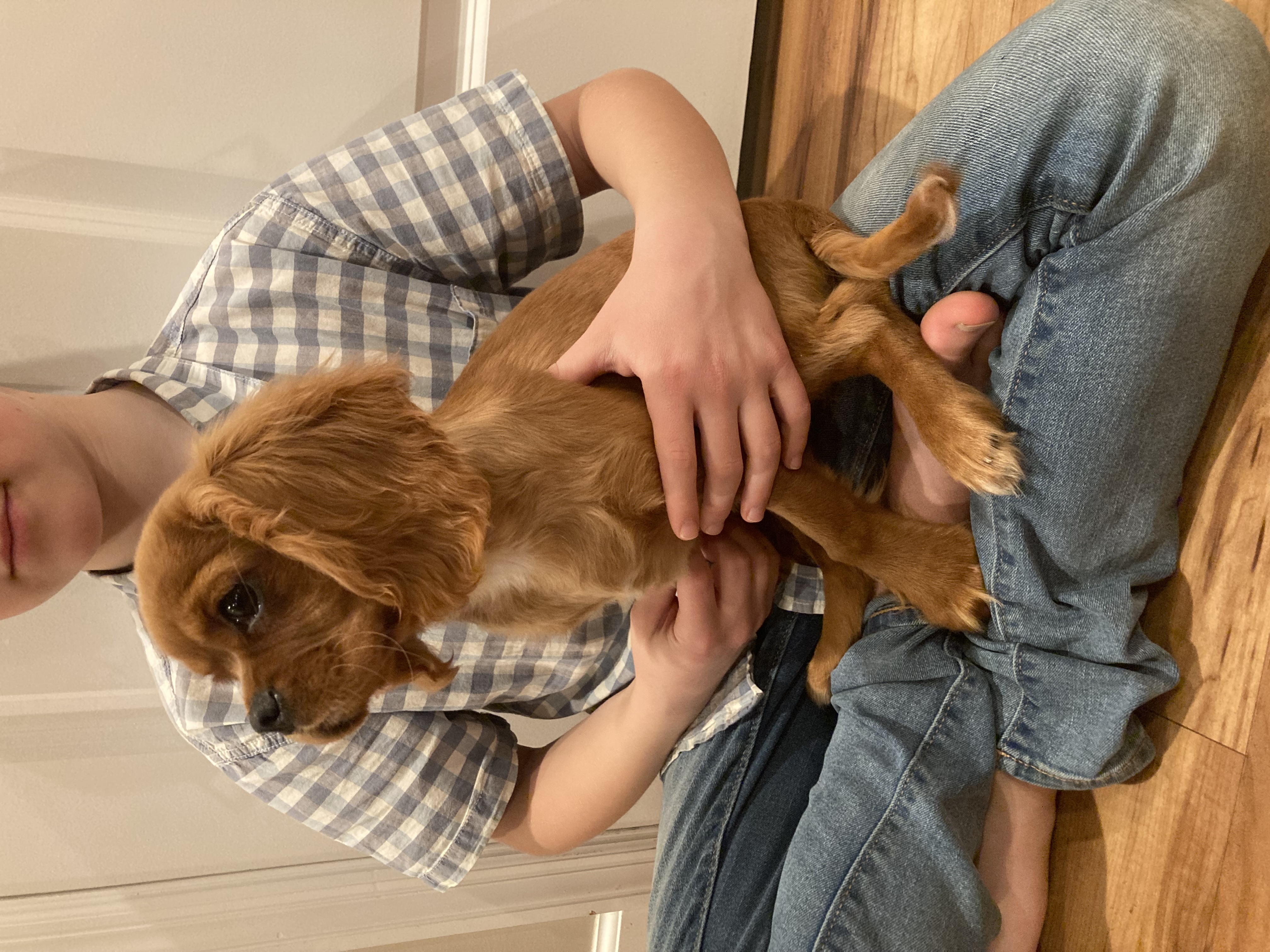 puppy, for, sale, Cavalier King Charles Spaniel,   Little Stream Estates LLC, dog, breeder, Lititz, PA, dog-breeder, puppy-for-sale, forsale, nearby, find, puppyfind, locator, puppylocator, aca