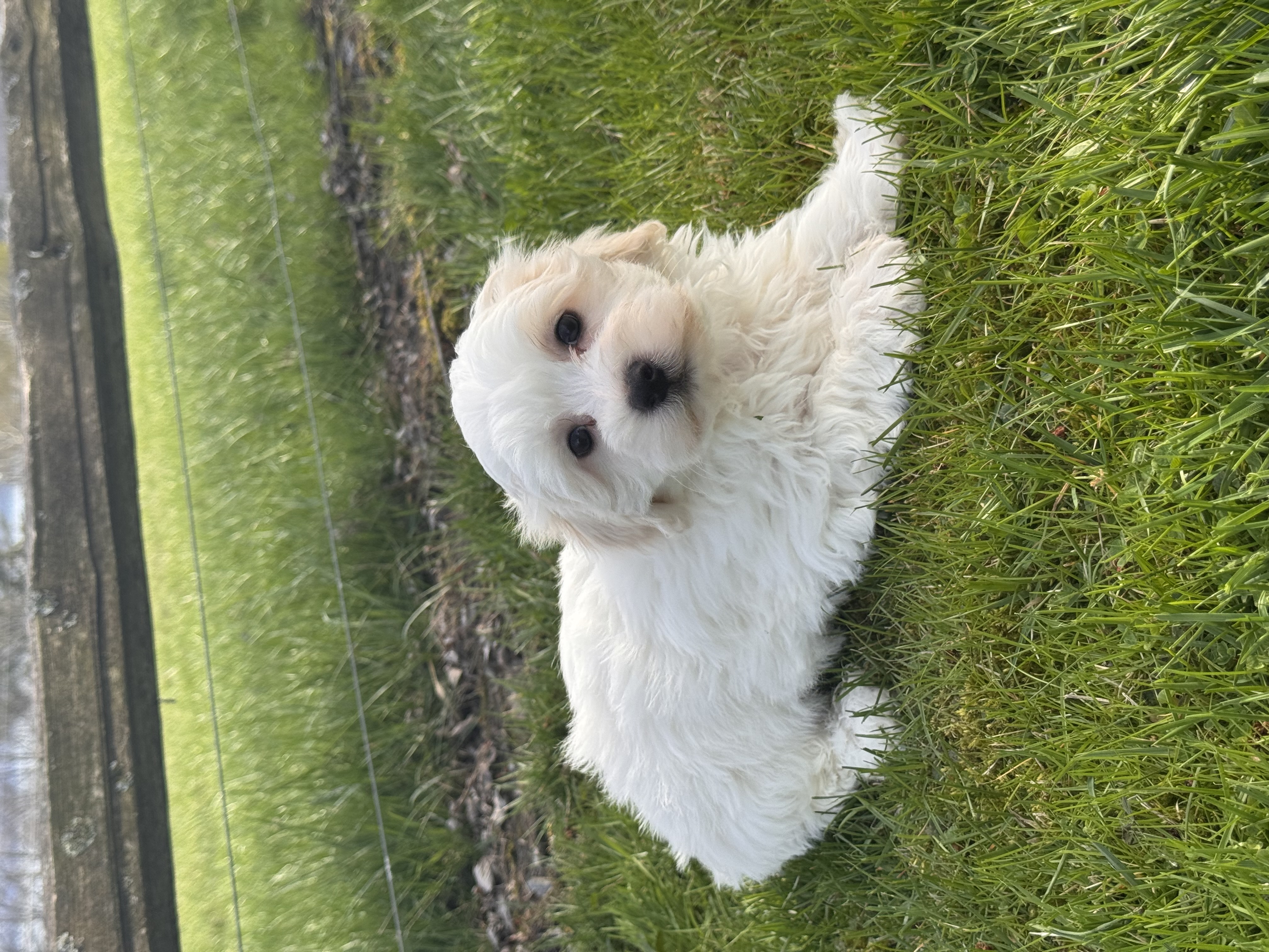 puppy, for, sale, Havanese/Coton de Tulear, Curtis  Martin, dog, breeder, Seneca Falls, NY, dog-breeder, puppy-for-sale, forsale, nearby, find, puppyfind, locator, puppylocator, aca