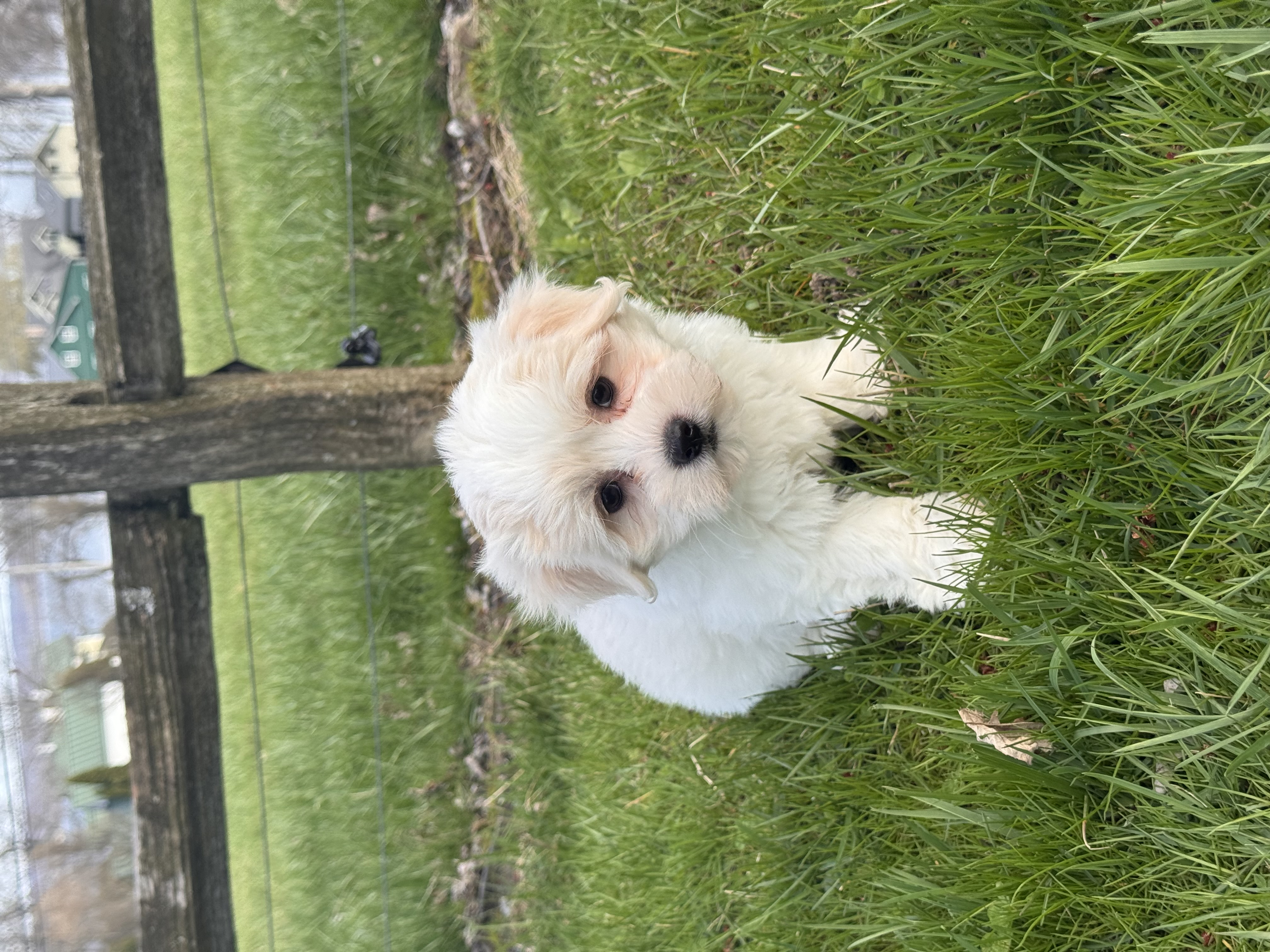 puppy, for, sale, Havanese/Coton de Tulear, Curtis  Martin, dog, breeder, Seneca Falls, NY, dog-breeder, puppy-for-sale, forsale, nearby, find, puppyfind, locator, puppylocator, aca
