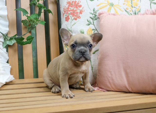 puppy, for, sale, French Bulldog, Nationwide Puppies  , dog, breeder, New York, NY, dog-breeder, puppy-for-sale, forsale, nearby, find, puppyfind, locator, puppylocator, aca