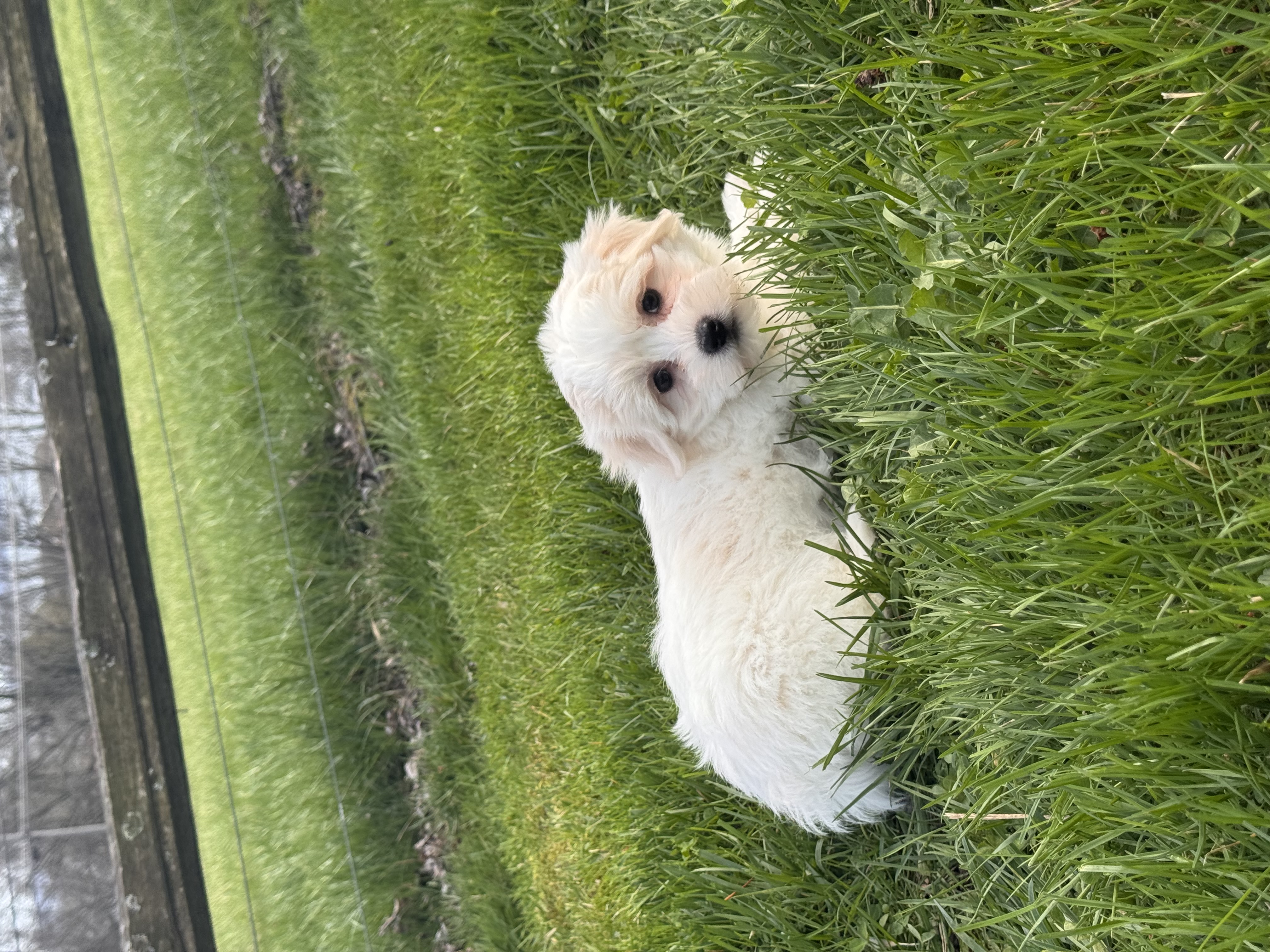puppy, for, sale, Havanese/Coton de Tulear, Curtis  Martin, dog, breeder, Seneca Falls, NY, dog-breeder, puppy-for-sale, forsale, nearby, find, puppyfind, locator, puppylocator, aca