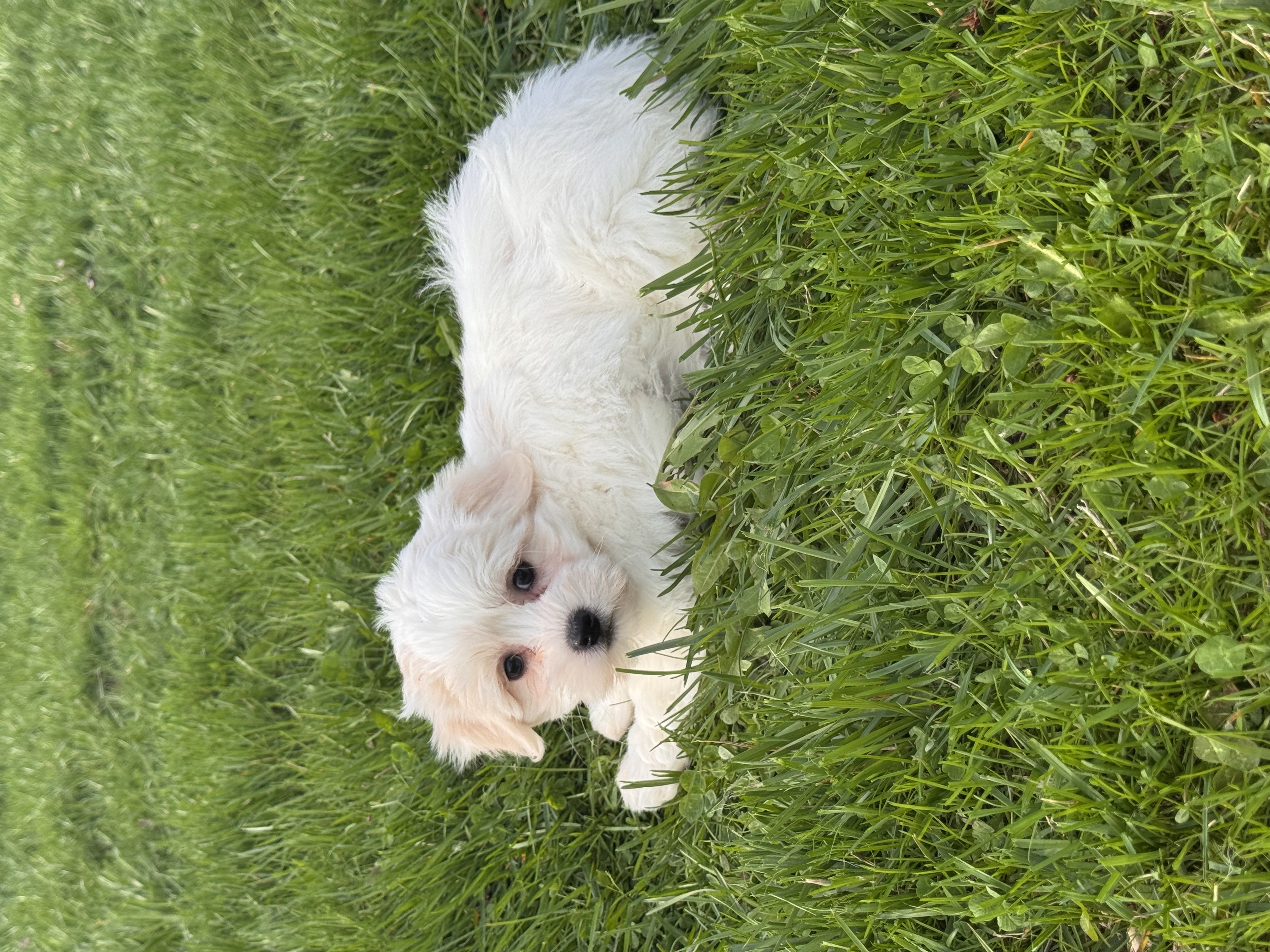puppy, for, sale, Havanese/Coton de Tulear, Curtis  Martin, dog, breeder, Seneca Falls, NY, dog-breeder, puppy-for-sale, forsale, nearby, find, puppyfind, locator, puppylocator, aca
