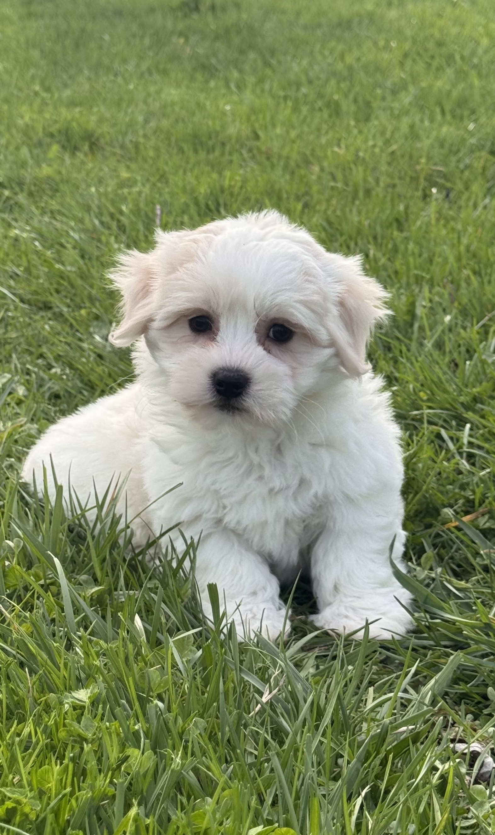 puppy, for, sale, Havanese/Coton de Tulear, Curtis  Martin, dog, breeder, Seneca Falls, NY, dog-breeder, puppy-for-sale, forsale, nearby, find, puppyfind, locator, puppylocator, aca
