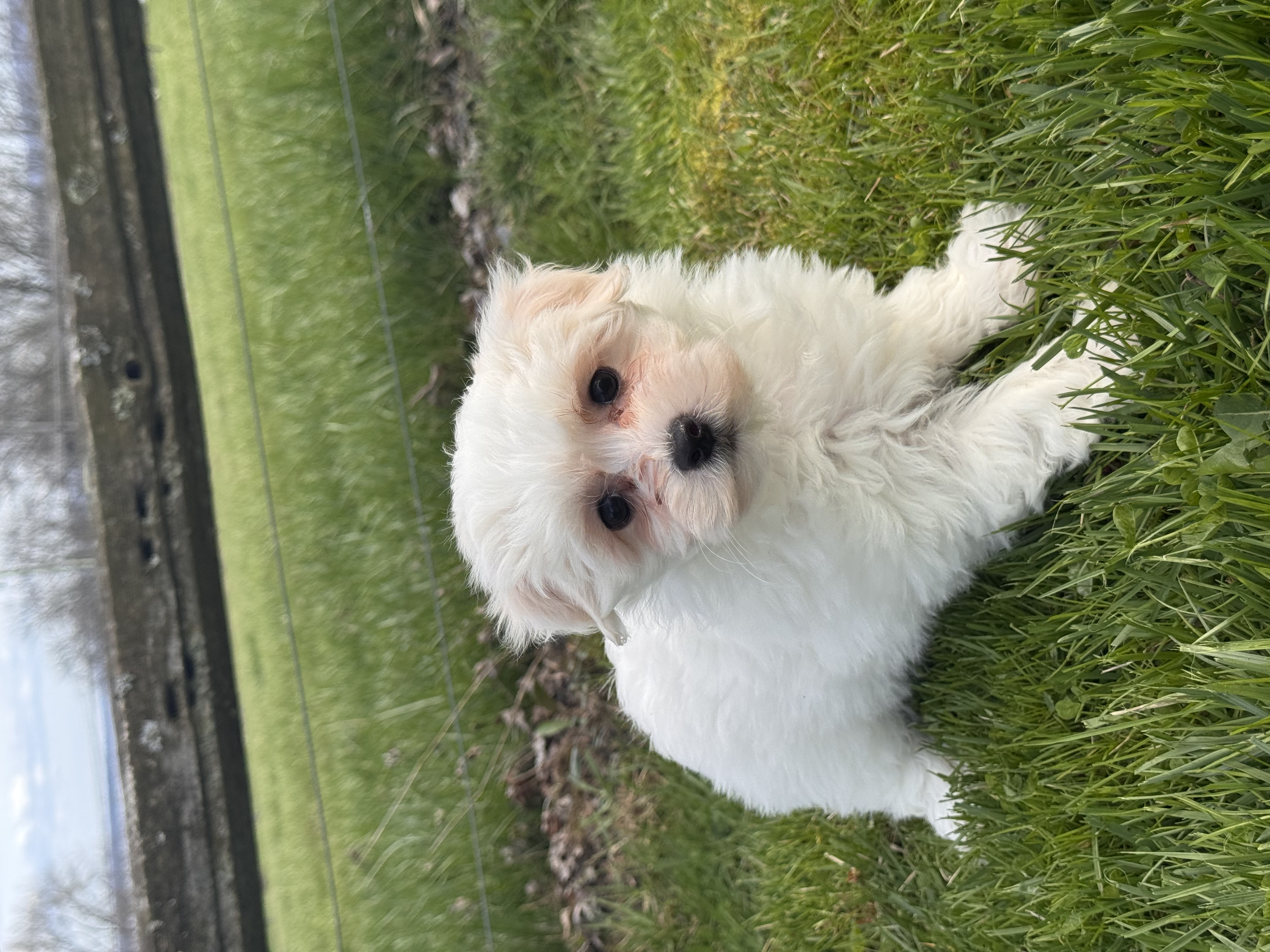 puppy, for, sale, Havanese/Coton de Tulear, Curtis  Martin, dog, breeder, Seneca Falls, NY, dog-breeder, puppy-for-sale, forsale, nearby, find, puppyfind, locator, puppylocator, aca