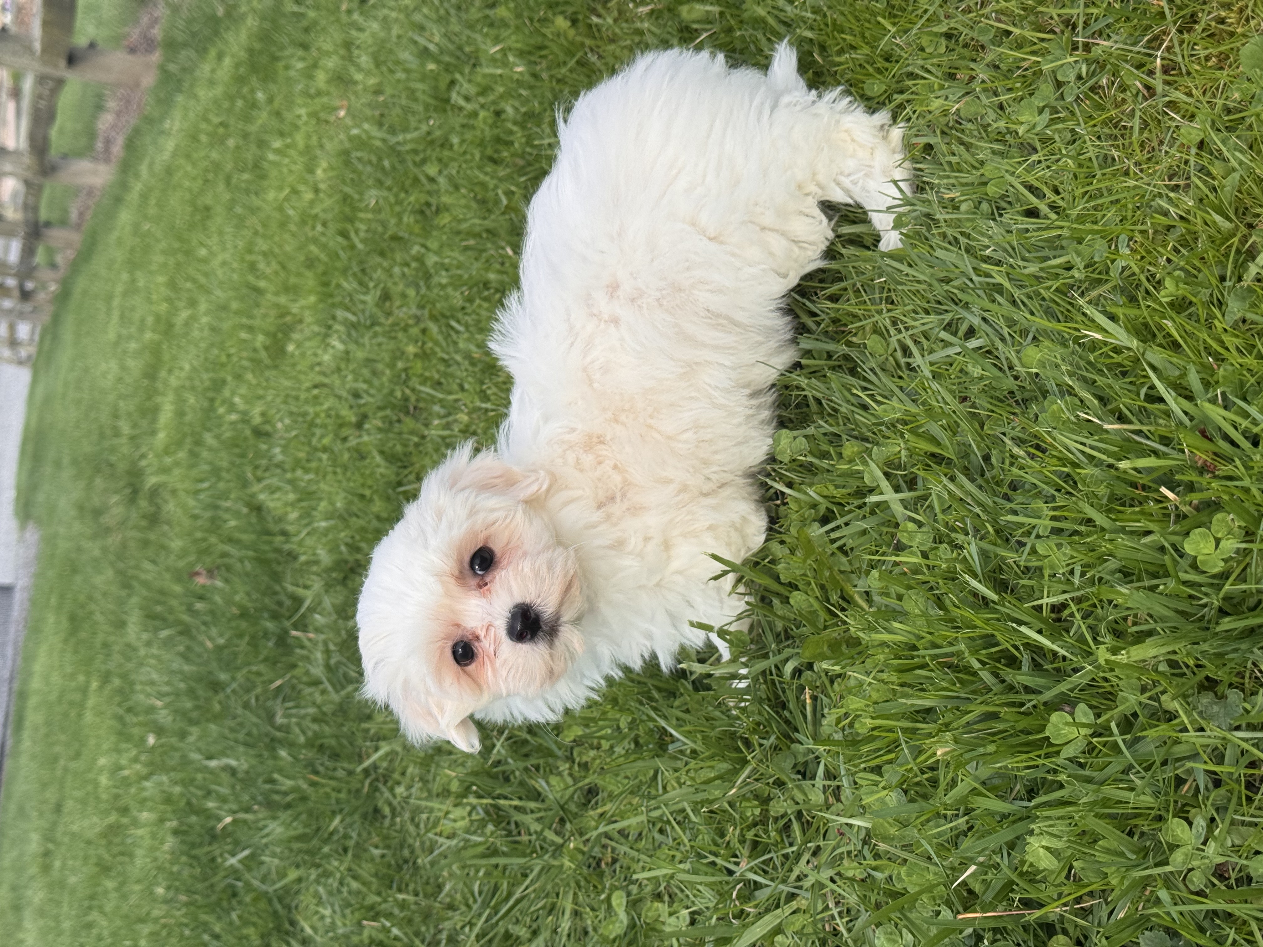 puppy, for, sale, Havanese/Coton de Tulear, Curtis  Martin, dog, breeder, Seneca Falls, NY, dog-breeder, puppy-for-sale, forsale, nearby, find, puppyfind, locator, puppylocator, aca