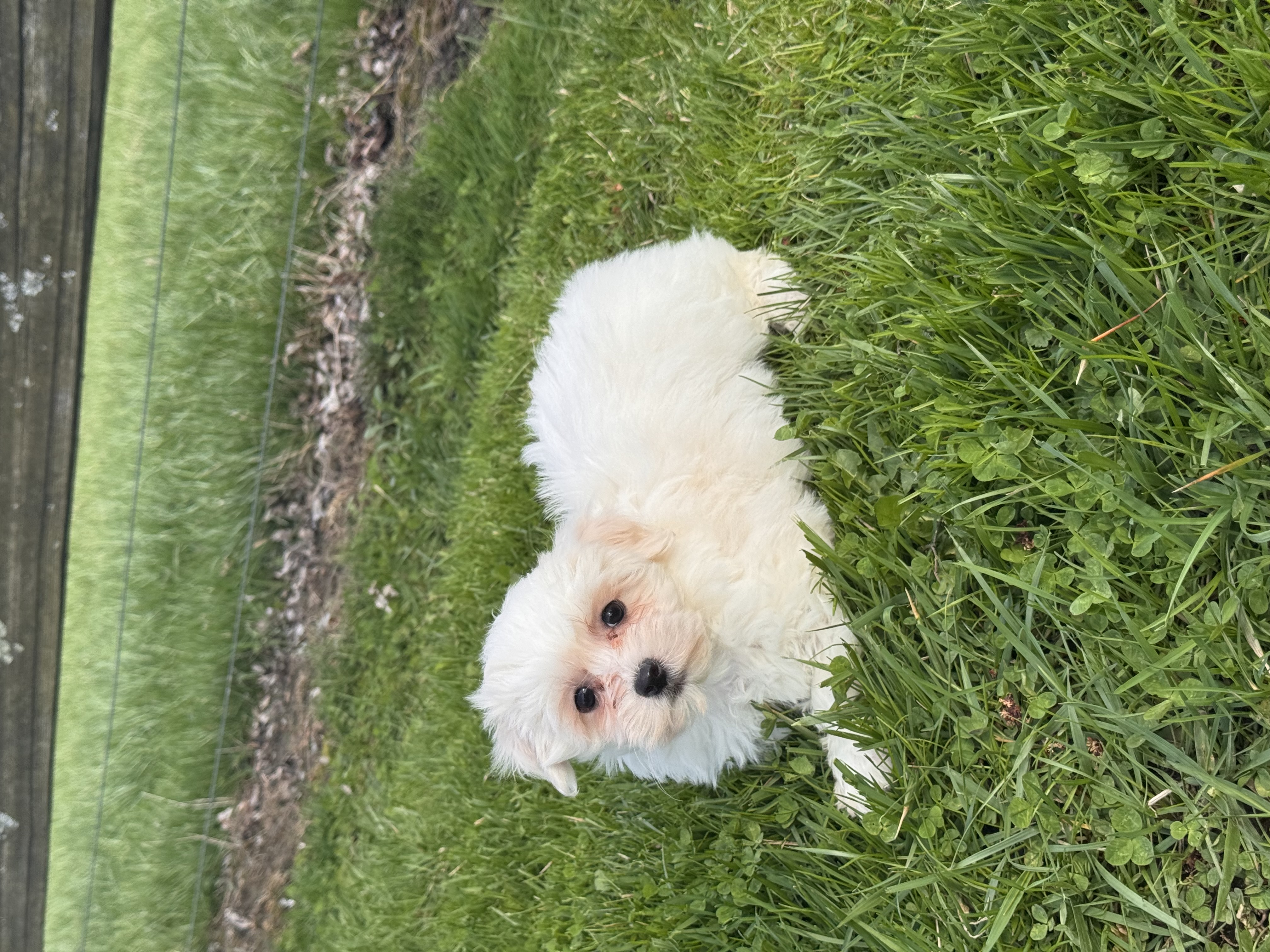 puppy, for, sale, Havanese/Coton de Tulear, Curtis  Martin, dog, breeder, Seneca Falls, NY, dog-breeder, puppy-for-sale, forsale, nearby, find, puppyfind, locator, puppylocator, aca