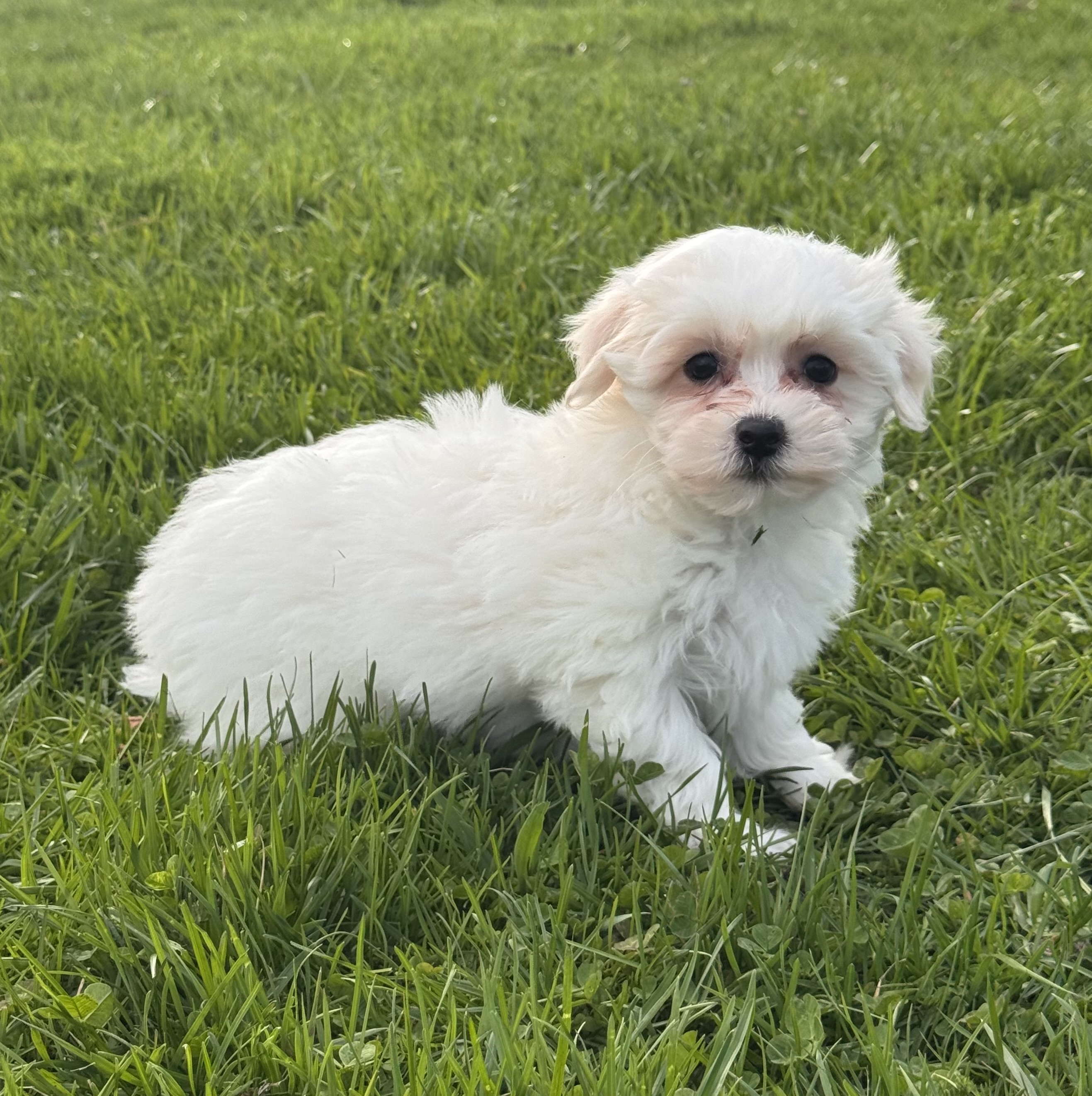 puppy, for, sale, Havanese/Coton de Tulear, Curtis  Martin, dog, breeder, Seneca Falls, NY, dog-breeder, puppy-for-sale, forsale, nearby, find, puppyfind, locator, puppylocator, aca