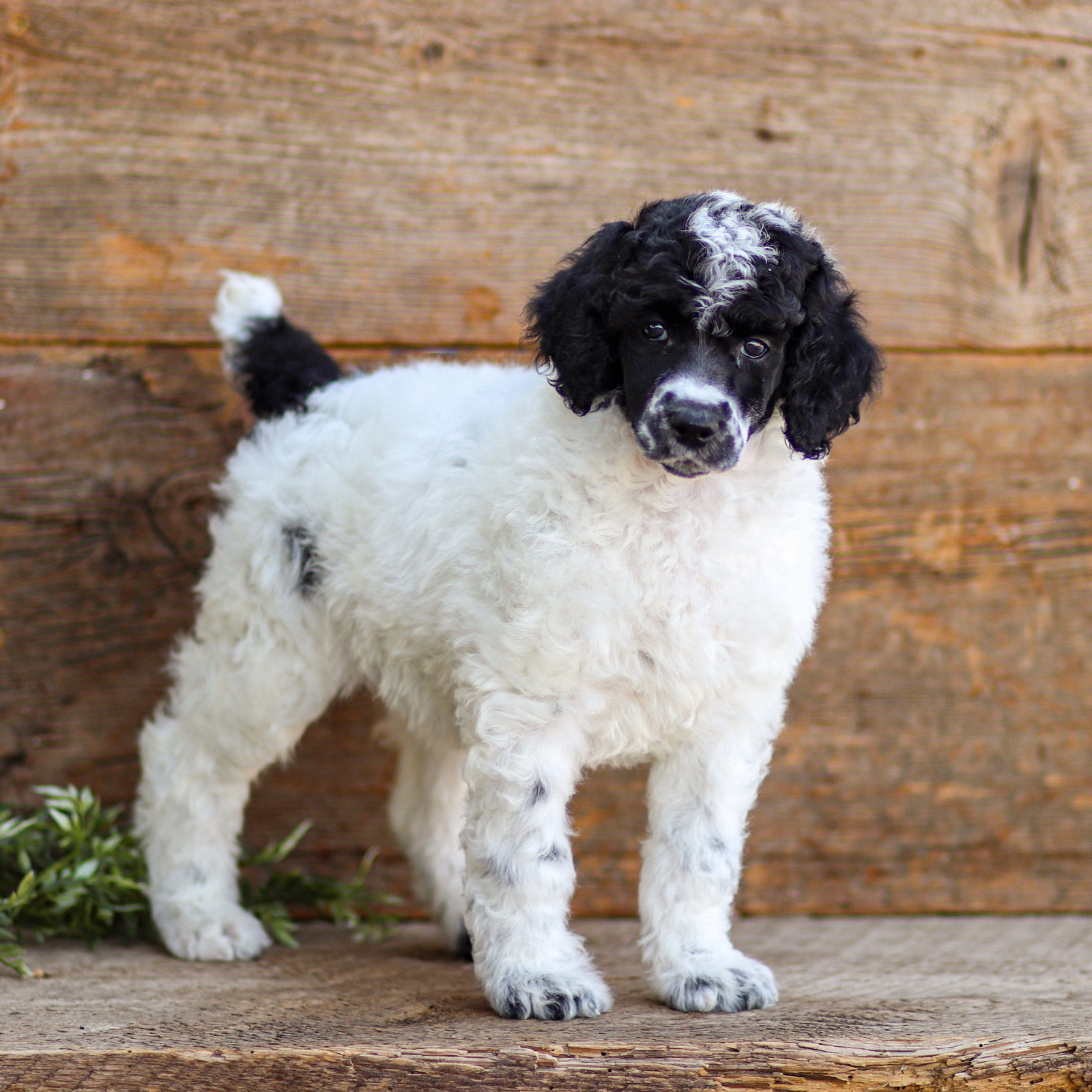 puppy, for, sale, Standard Poodle, John  Stoltzfus, dog, breeder, Christiana, PA, dog-breeder, puppy-for-sale, forsale, nearby, find, puppyfind, locator, puppylocator, aca