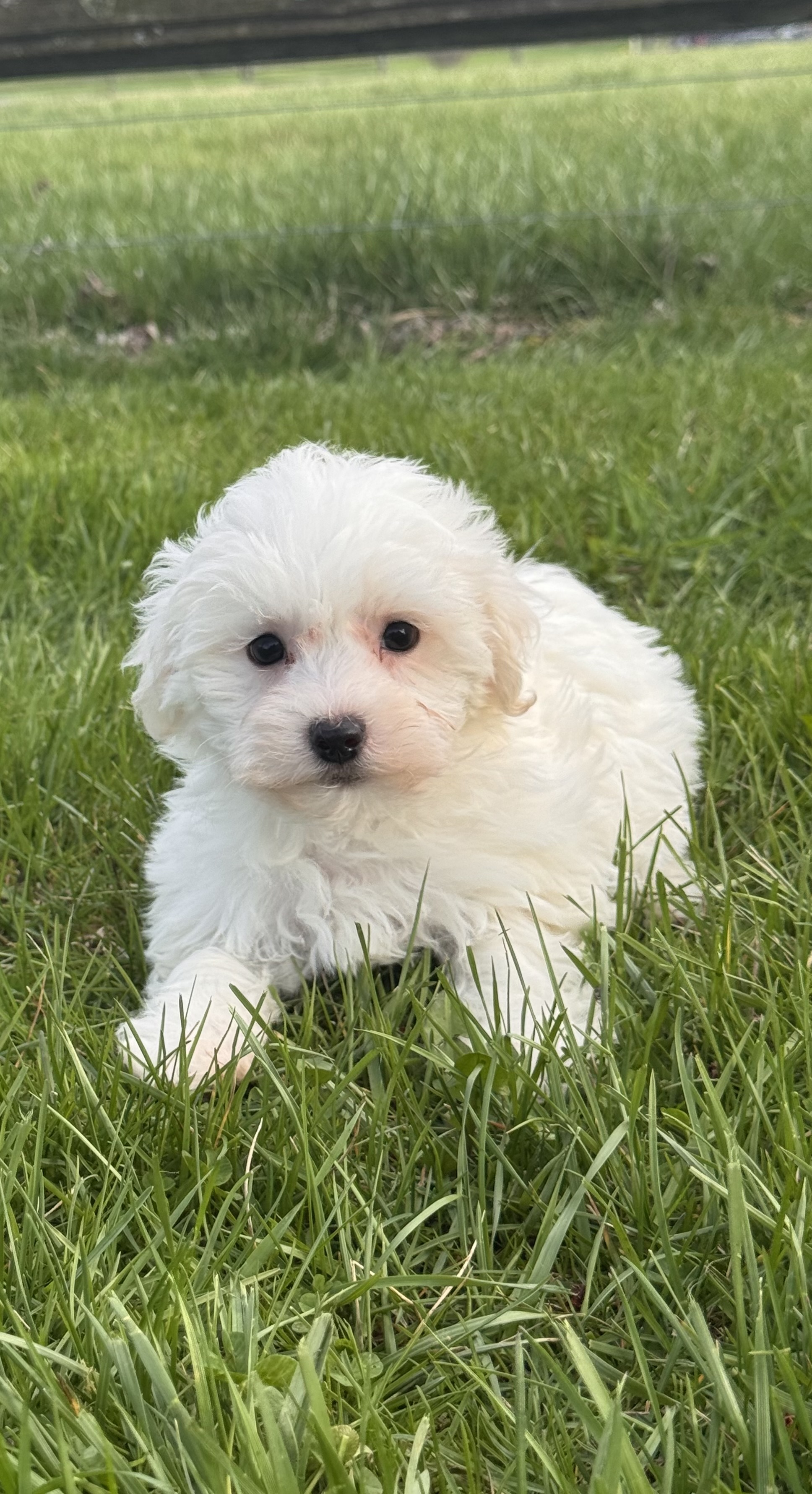 puppy, for, sale, Havanese/Coton de Tulear, Curtis  Martin, dog, breeder, Seneca Falls, NY, dog-breeder, puppy-for-sale, forsale, nearby, find, puppyfind, locator, puppylocator, aca