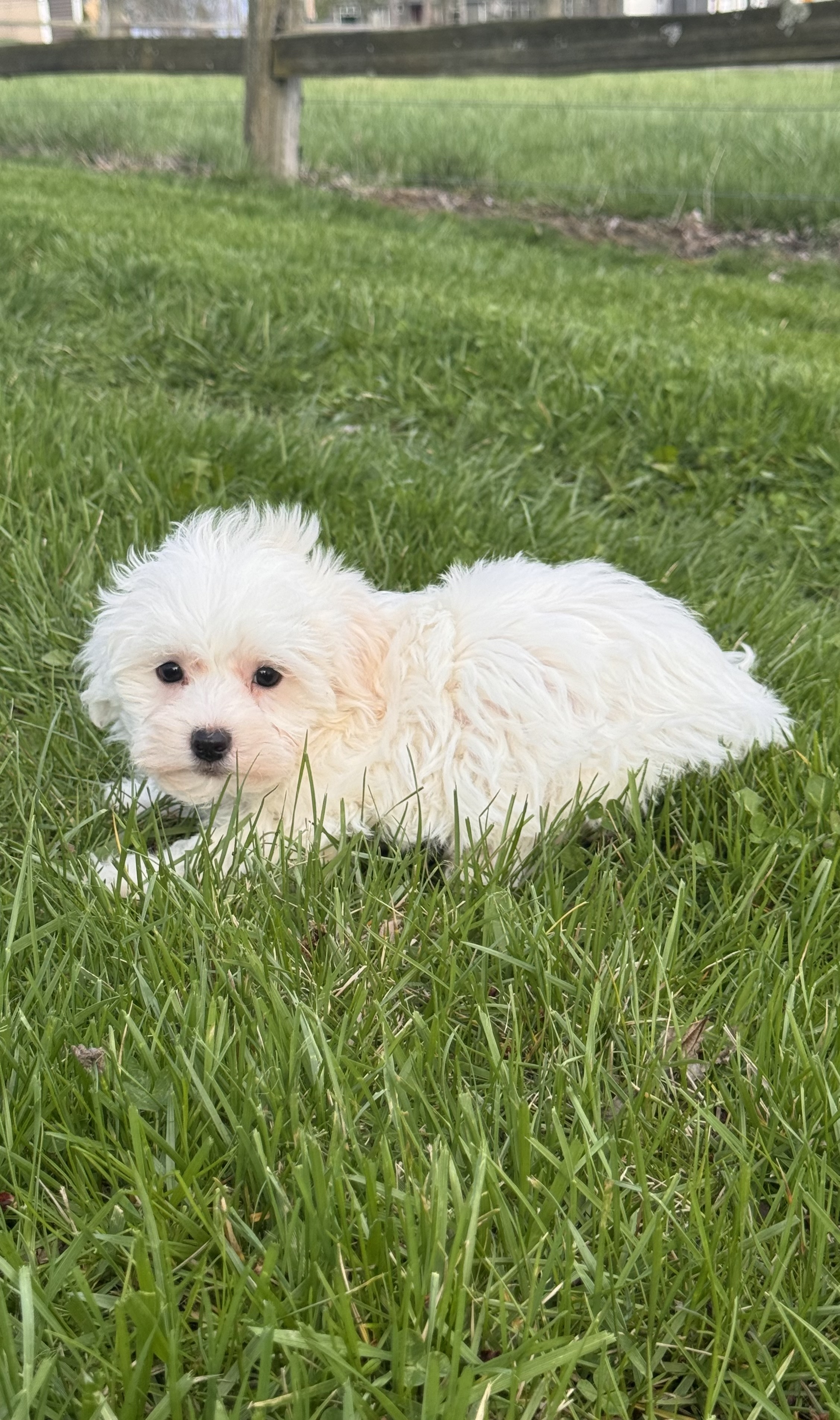 puppy, for, sale, Havanese/Coton de Tulear, Curtis  Martin, dog, breeder, Seneca Falls, NY, dog-breeder, puppy-for-sale, forsale, nearby, find, puppyfind, locator, puppylocator, aca