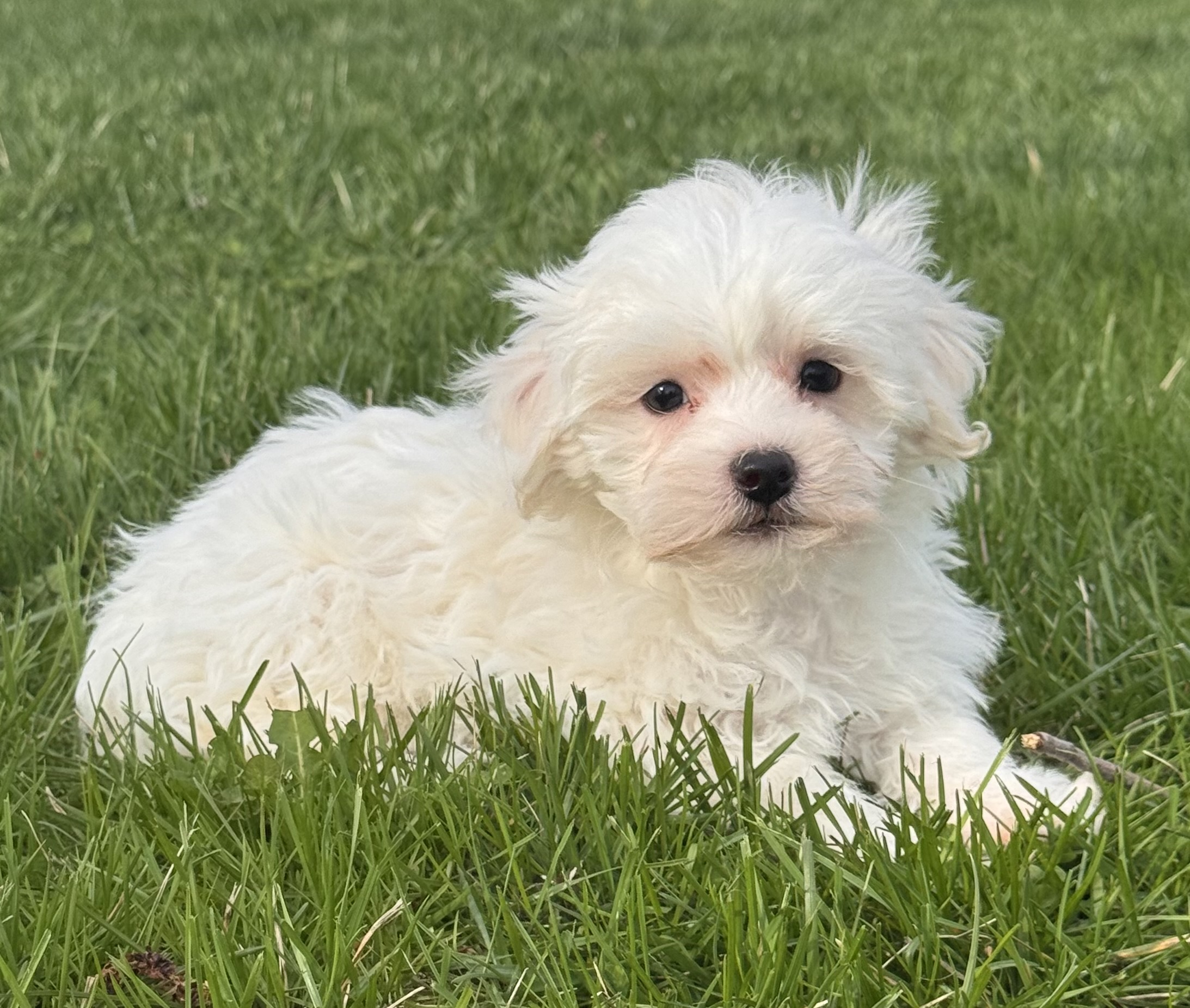 puppy, for, sale, Havanese/Coton de Tulear, Curtis  Martin, dog, breeder, Seneca Falls, NY, dog-breeder, puppy-for-sale, forsale, nearby, find, puppyfind, locator, puppylocator, aca