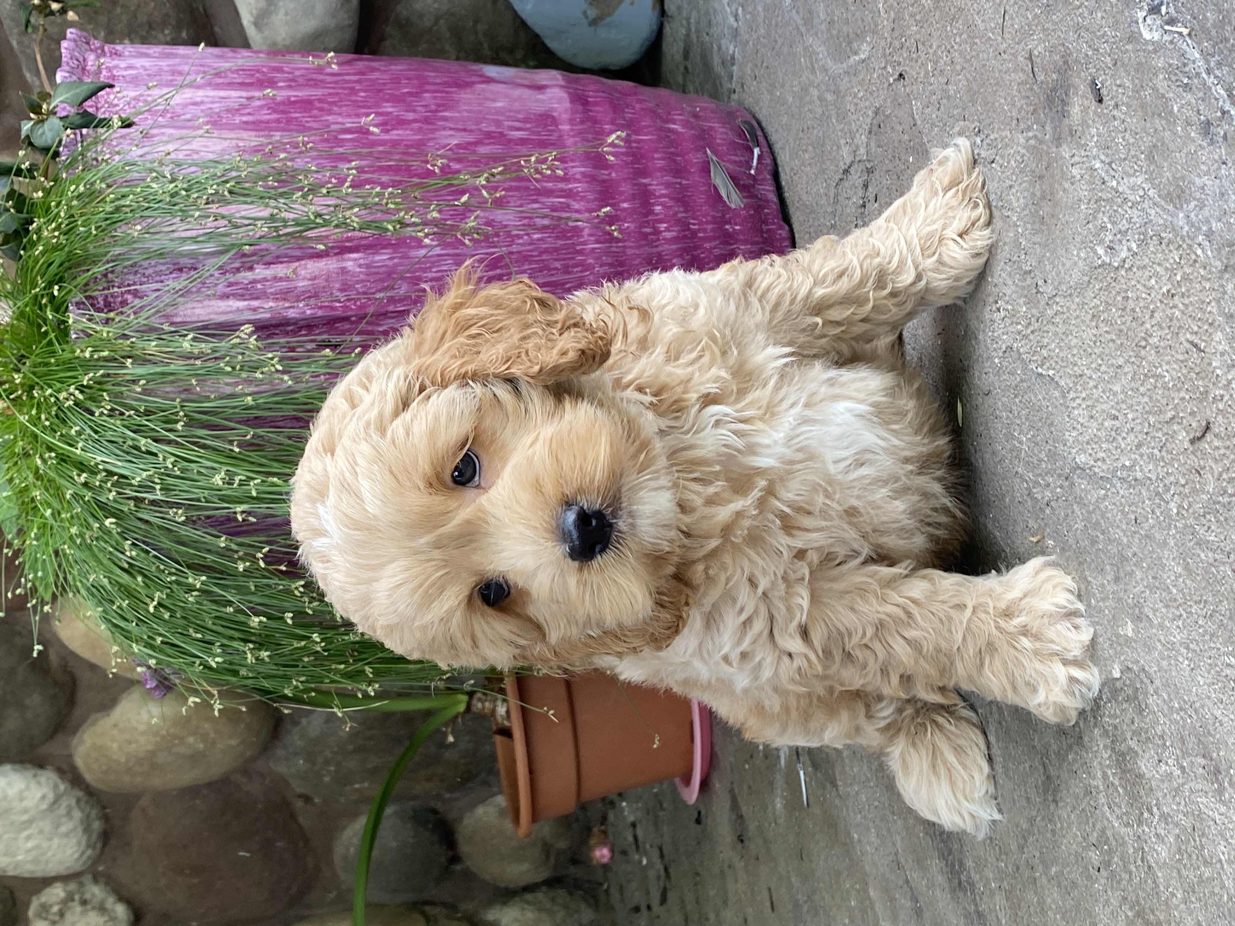 puppy, for, sale, Cocka Poo, Curtis  Martin, dog, breeder, Seneca Falls, NY, dog-breeder, puppy-for-sale, forsale, nearby, find, puppyfind, locator, puppylocator, aca