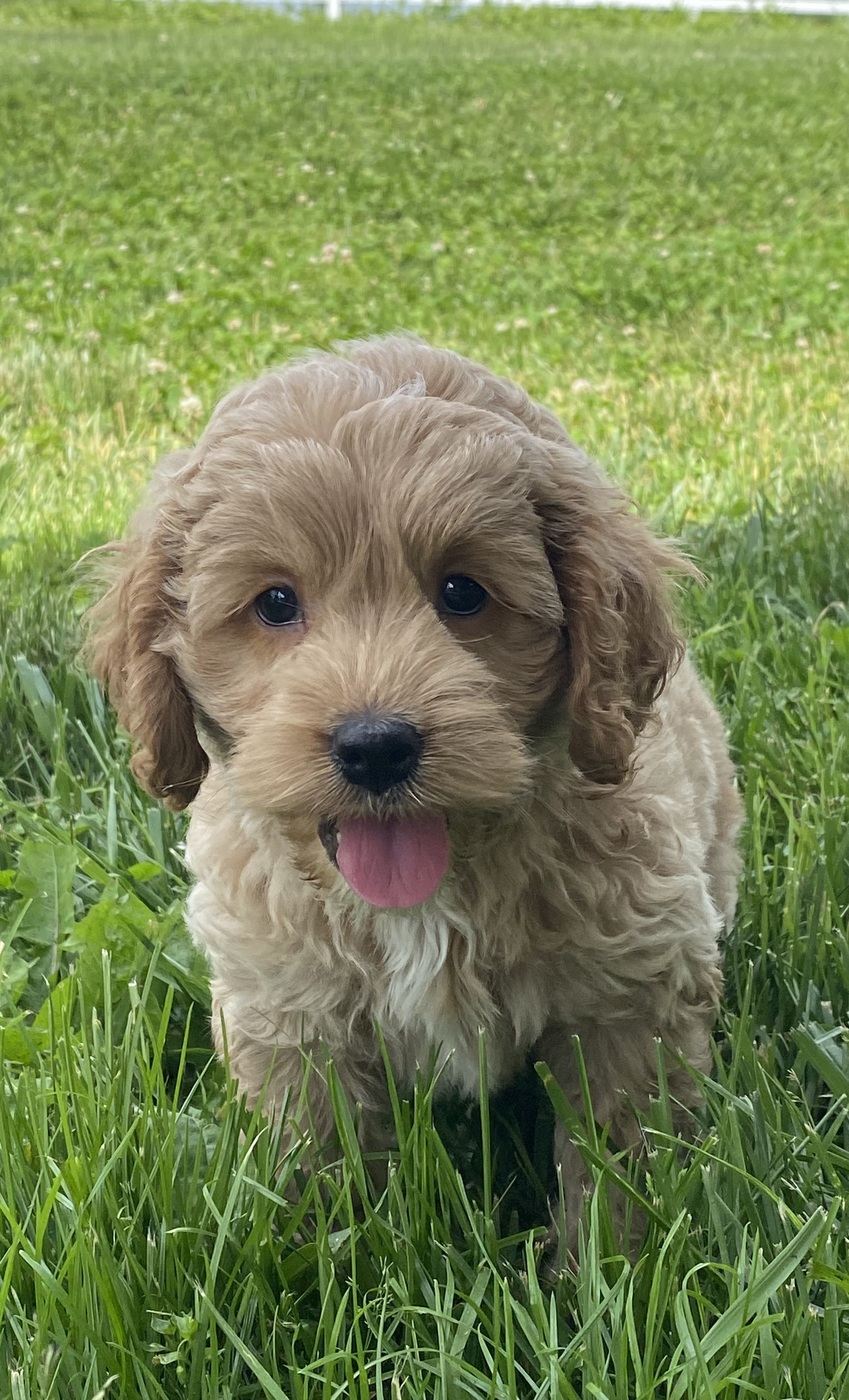 puppy, for, sale, Cocka Poo, Curtis  Martin, dog, breeder, Seneca Falls, NY, dog-breeder, puppy-for-sale, forsale, nearby, find, puppyfind, locator, puppylocator, aca