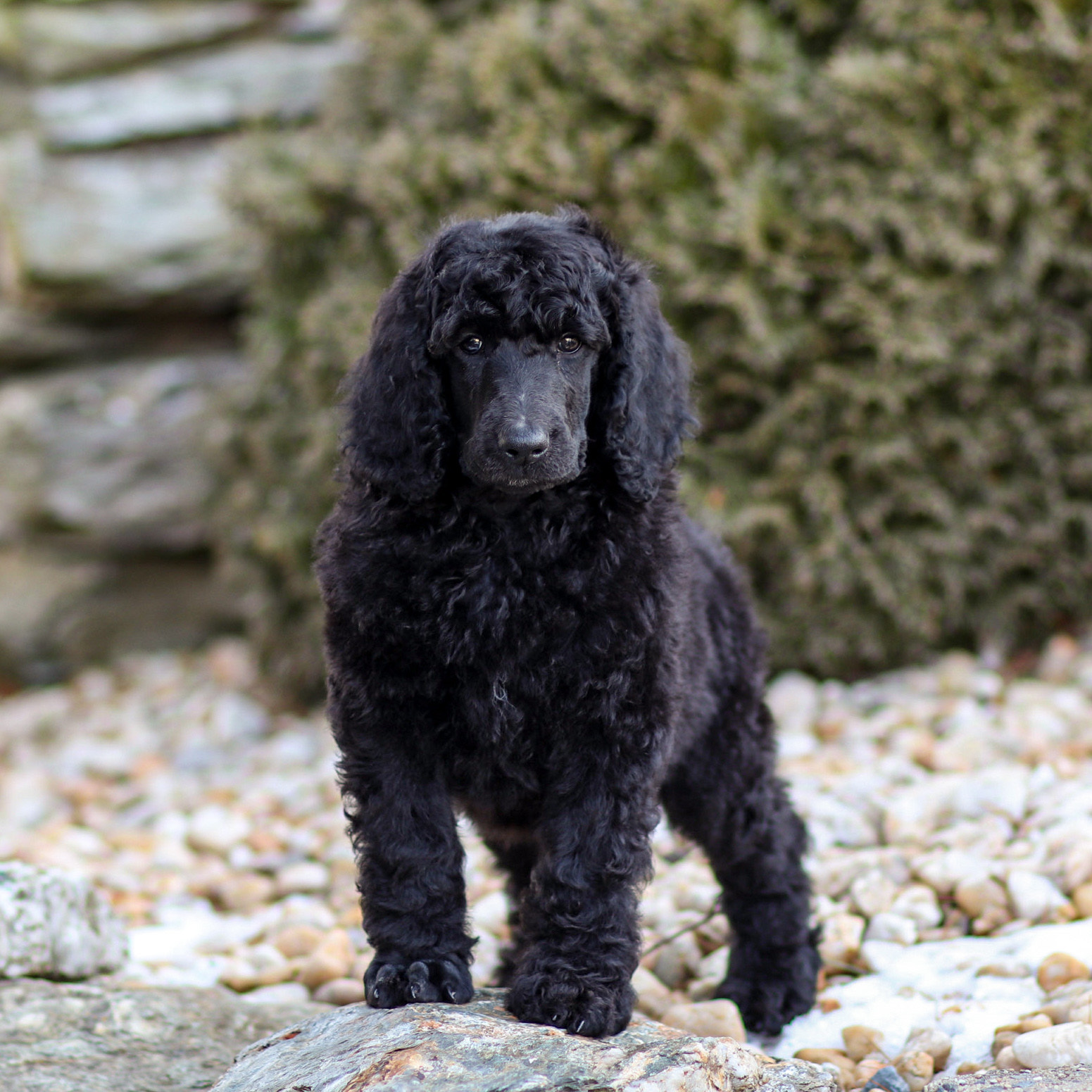 puppy, for, sale, Standard Poodle, John  Stoltzfus, dog, breeder, Christiana, PA, dog-breeder, puppy-for-sale, forsale, nearby, find, puppyfind, locator, puppylocator, aca