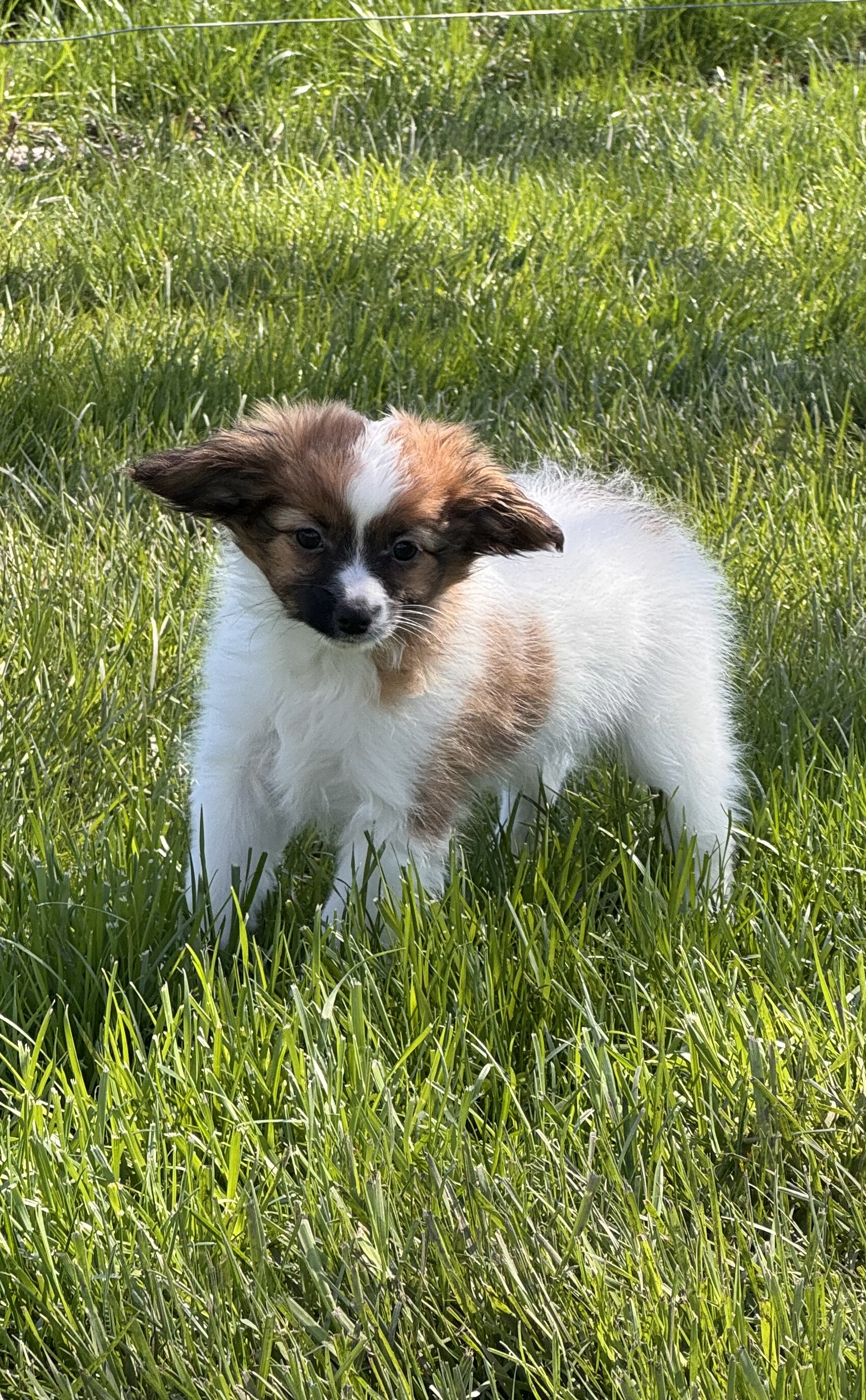 puppy, for, sale, Papillon, Curtis  Martin, dog, breeder, Seneca Falls, NY, dog-breeder, puppy-for-sale, forsale, nearby, find, puppyfind, locator, puppylocator, aca