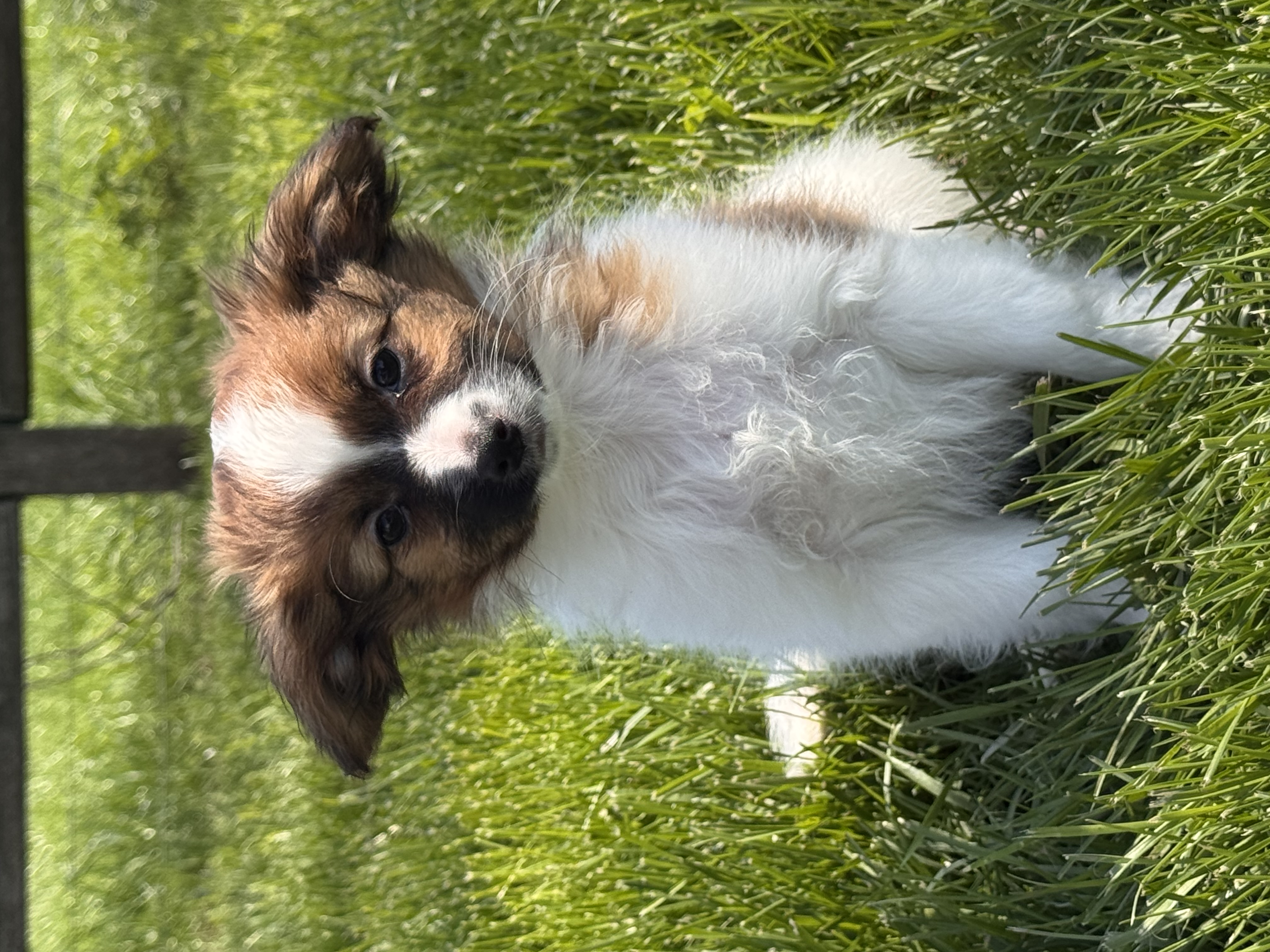 puppy, for, sale, Papillon, Curtis  Martin, dog, breeder, Seneca Falls, NY, dog-breeder, puppy-for-sale, forsale, nearby, find, puppyfind, locator, puppylocator, aca