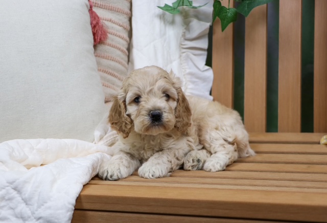 puppy, for, sale, Coc-A-Poo, Nationwide Puppies  , dog, breeder, New York, NY, dog-breeder, puppy-for-sale, forsale, nearby, find, puppyfind, locator, puppylocator, aca