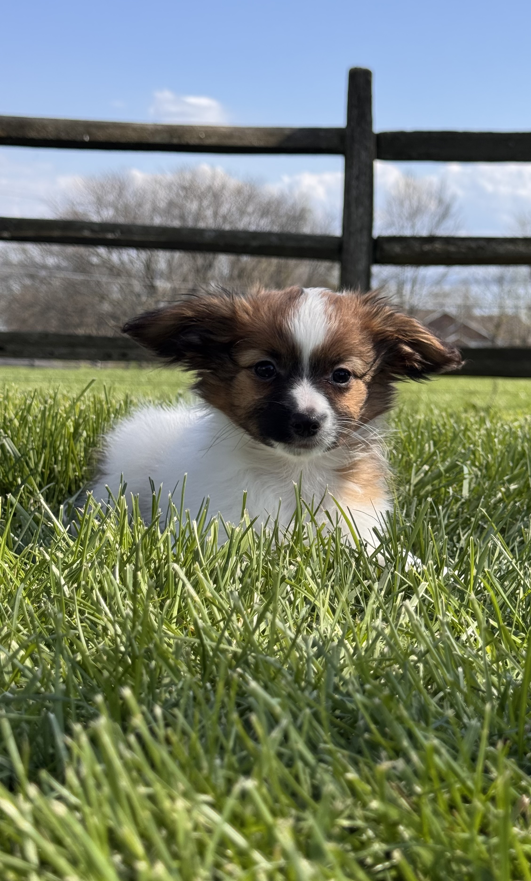 puppy, for, sale, Papillon, Curtis  Martin, dog, breeder, Seneca Falls, NY, dog-breeder, puppy-for-sale, forsale, nearby, find, puppyfind, locator, puppylocator, aca