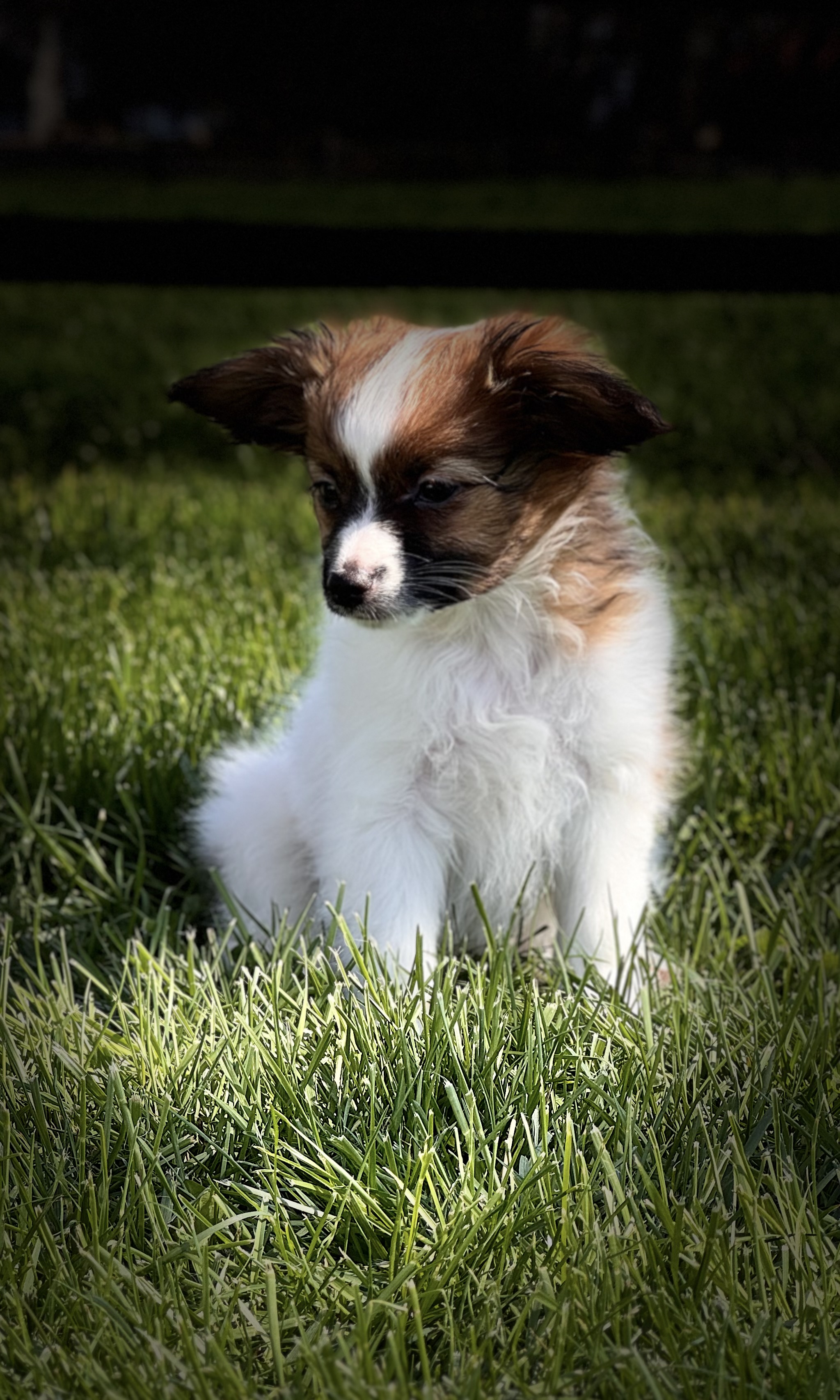 puppy, for, sale, Papillon, Curtis  Martin, dog, breeder, Seneca Falls, NY, dog-breeder, puppy-for-sale, forsale, nearby, find, puppyfind, locator, puppylocator, aca