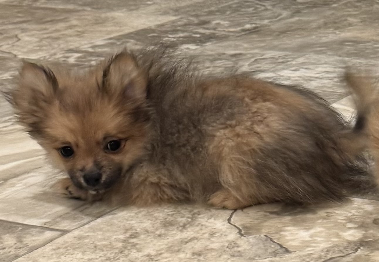 puppy, for, sale, Pomeranian, Curtis  Martin, dog, breeder, Seneca Falls, NY, dog-breeder, puppy-for-sale, forsale, nearby, find, puppyfind, locator, puppylocator, aca