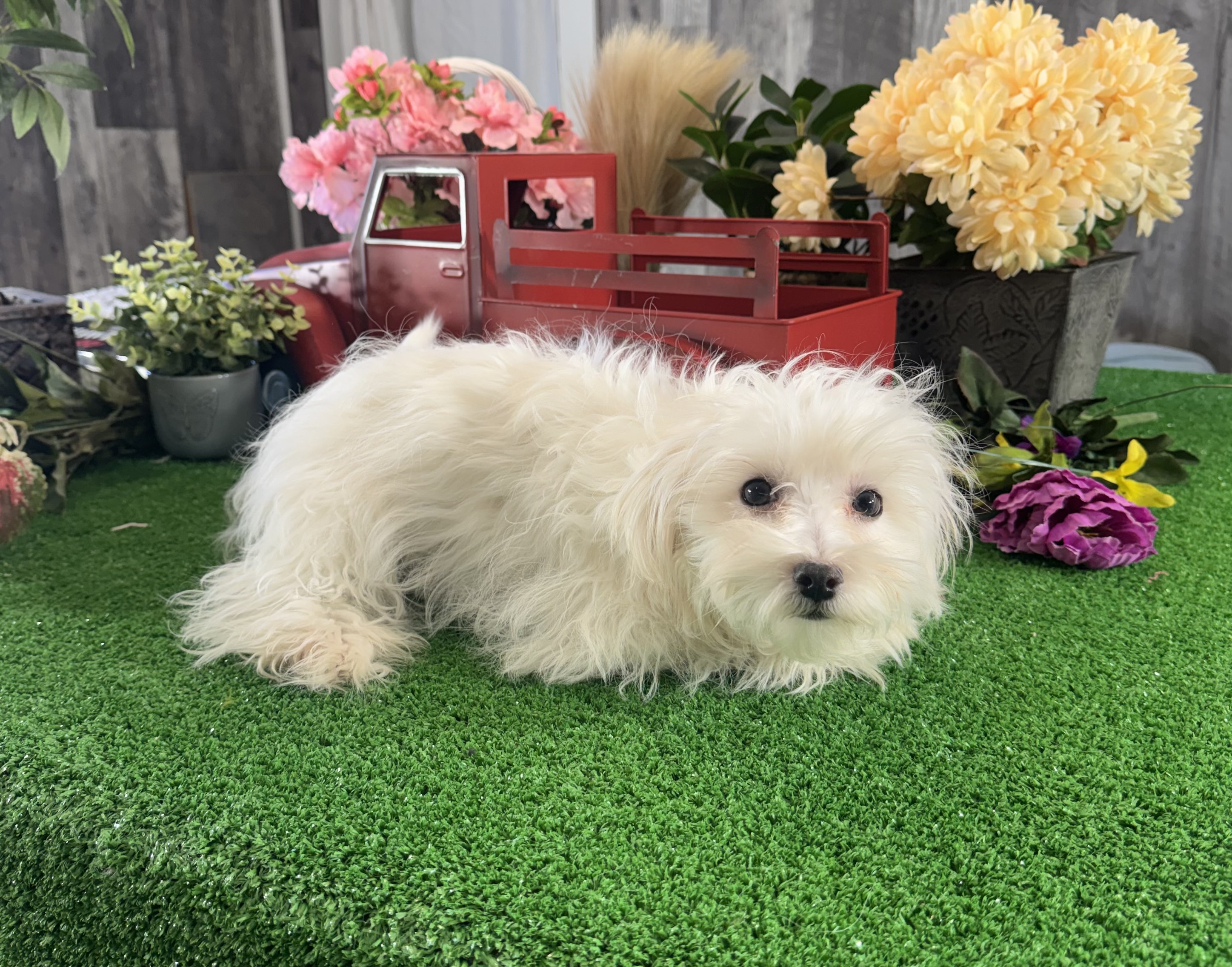 puppy, for, sale, Coton de Tulear, Curtis  Martin, dog, breeder, Seneca Falls, NY, dog-breeder, puppy-for-sale, forsale, nearby, find, puppyfind, locator, puppylocator, aca