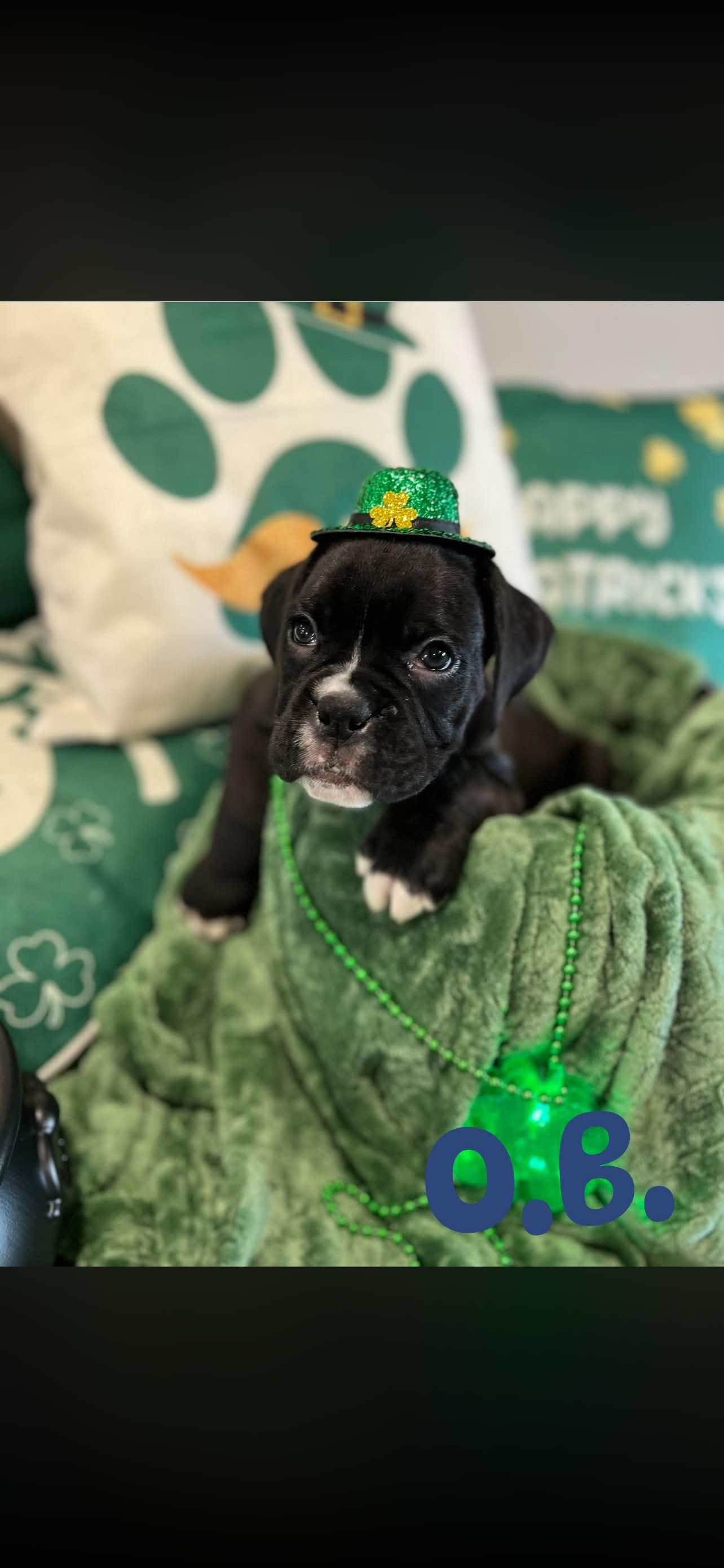 puppy, for, sale, Boxer, ANTHONY P BOSSIE, dog, breeder, HIRAM, GA, dog-breeder, puppy-for-sale, forsale, nearby, find, puppyfind, locator, puppylocator, aca