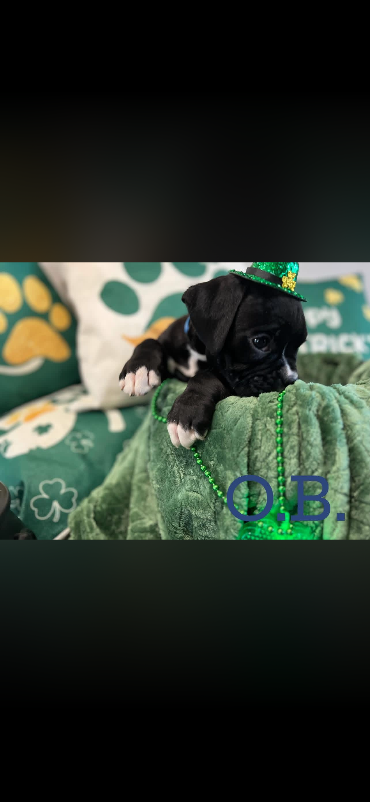 puppy, for, sale, Boxer, ANTHONY P BOSSIE, dog, breeder, HIRAM, GA, dog-breeder, puppy-for-sale, forsale, nearby, find, puppyfind, locator, puppylocator, aca