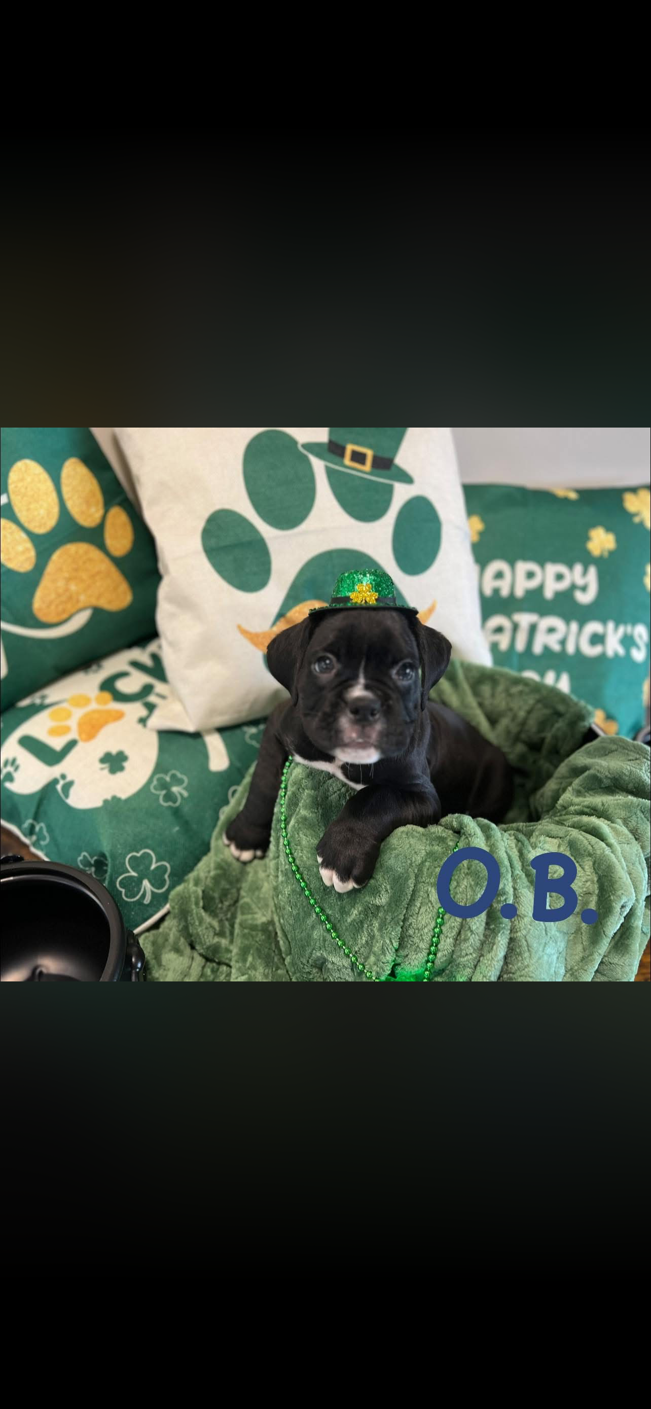 puppy, for, sale, Boxer, ANTHONY P BOSSIE, dog, breeder, HIRAM, GA, dog-breeder, puppy-for-sale, forsale, nearby, find, puppyfind, locator, puppylocator, aca