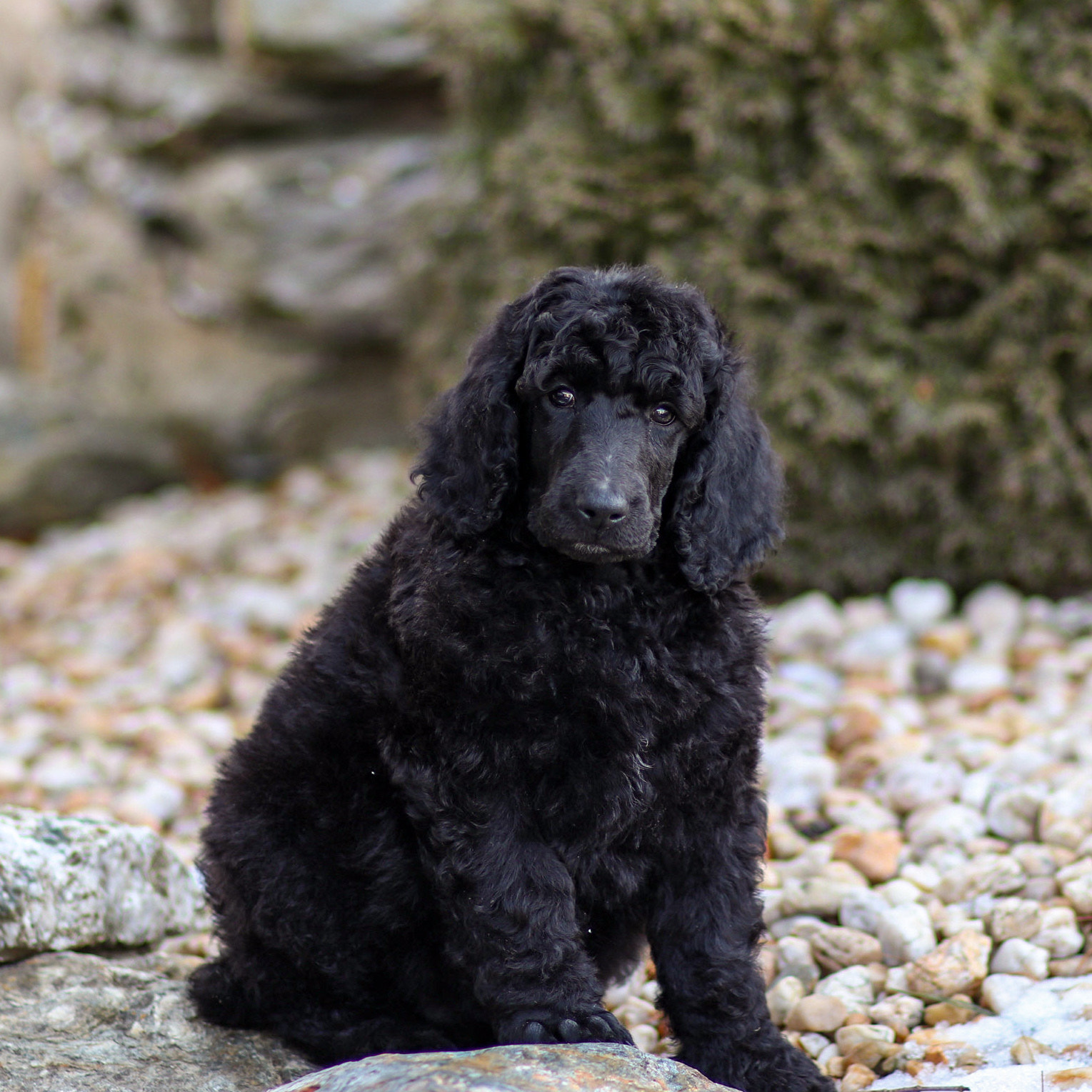 puppy, for, sale, Standard Poodle, John  Stoltzfus, dog, breeder, Christiana, PA, dog-breeder, puppy-for-sale, forsale, nearby, find, puppyfind, locator, puppylocator, aca