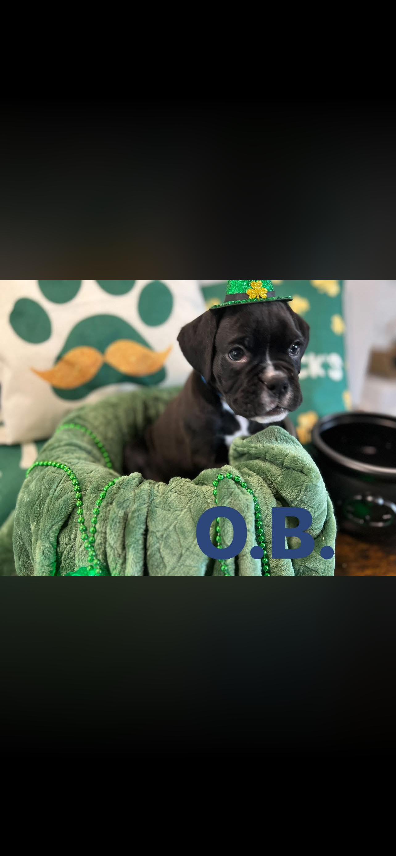 puppy, for, sale, Boxer, ANTHONY P BOSSIE, dog, breeder, HIRAM, GA, dog-breeder, puppy-for-sale, forsale, nearby, find, puppyfind, locator, puppylocator, aca