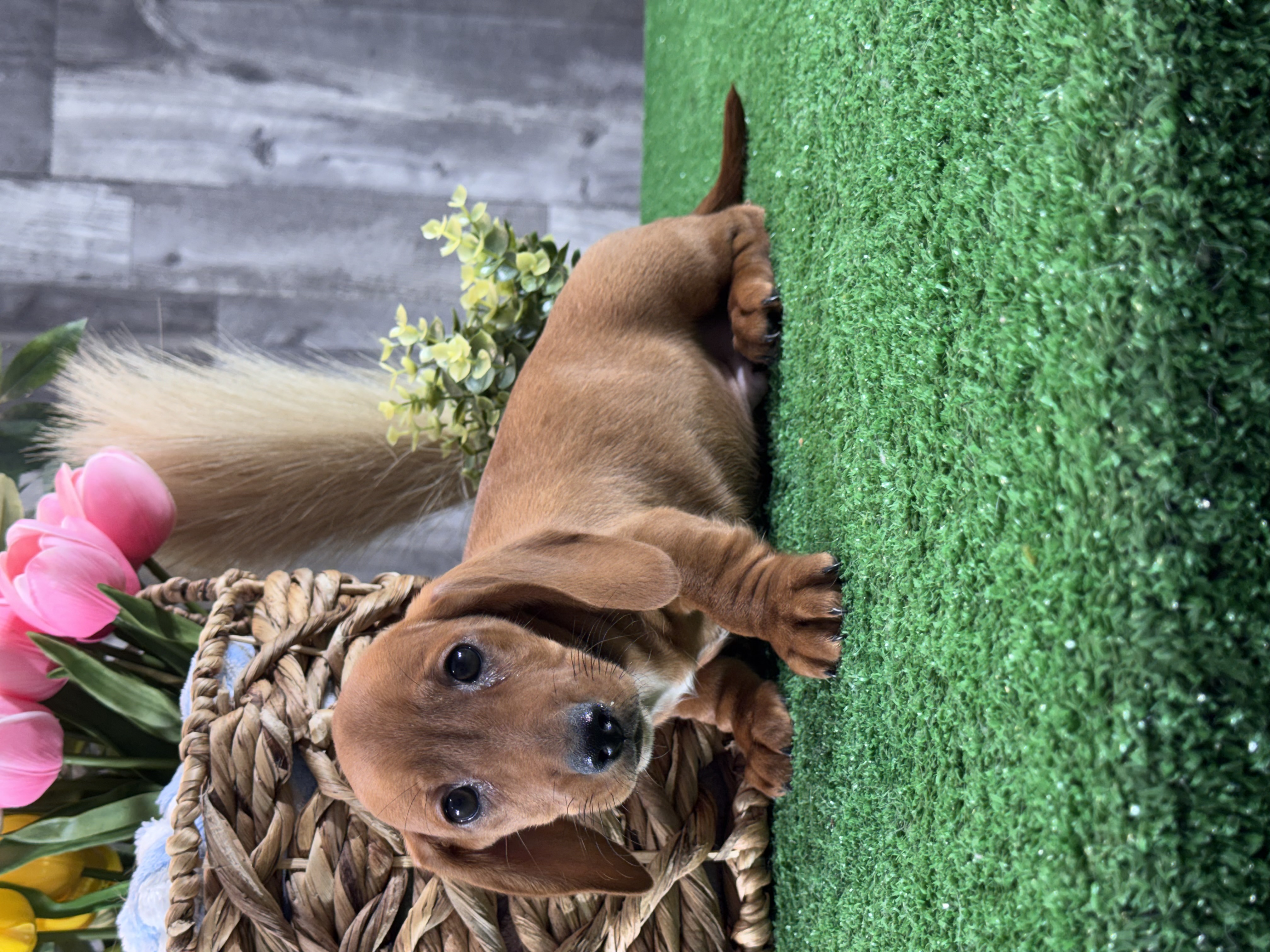 puppy, for, sale, Dachshund, Curtis  Martin, dog, breeder, Seneca Falls, NY, dog-breeder, puppy-for-sale, forsale, nearby, find, puppyfind, locator, puppylocator, aca