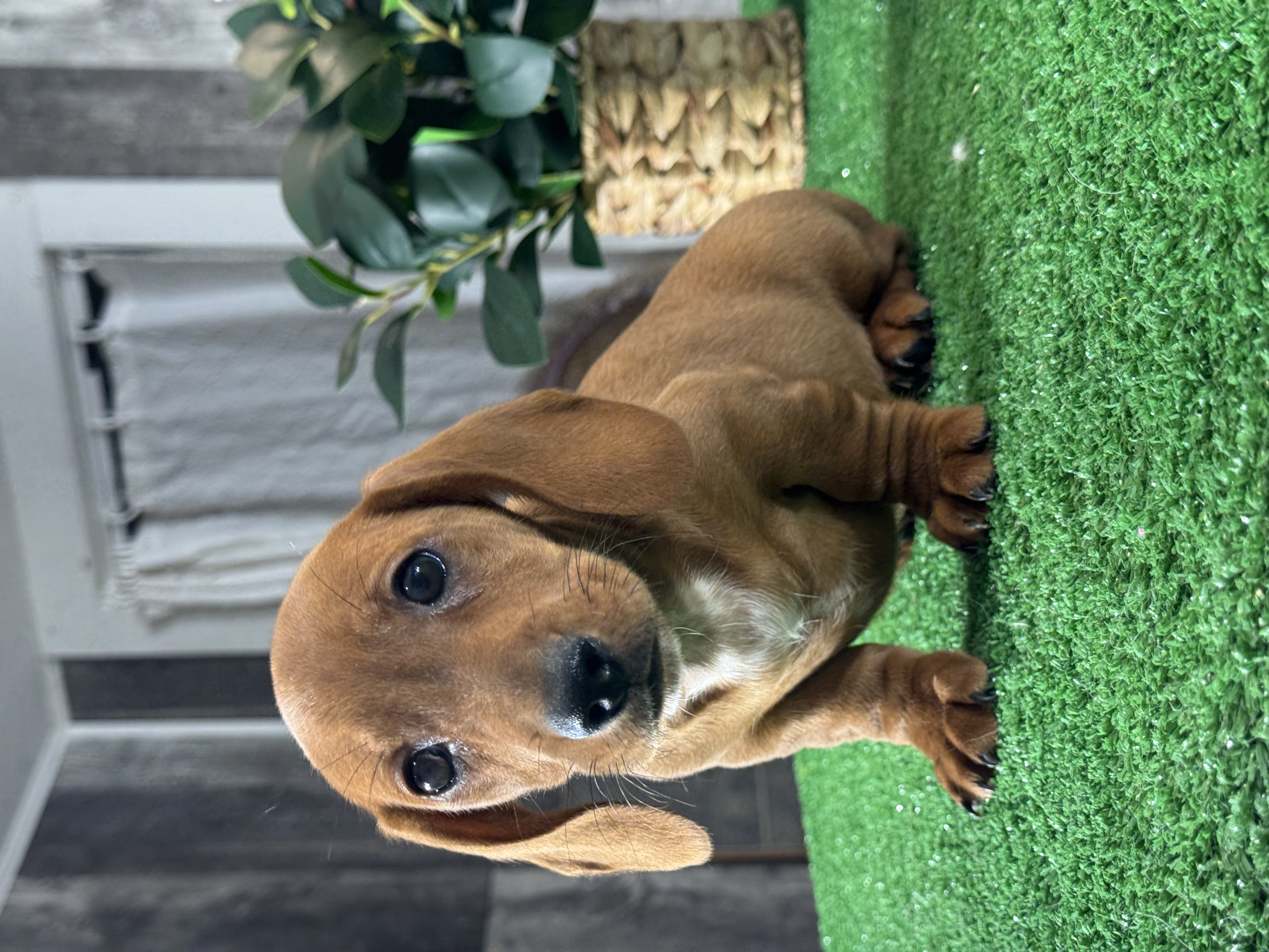 puppy, for, sale, Dachshund, Curtis  Martin, dog, breeder, Seneca Falls, NY, dog-breeder, puppy-for-sale, forsale, nearby, find, puppyfind, locator, puppylocator, aca