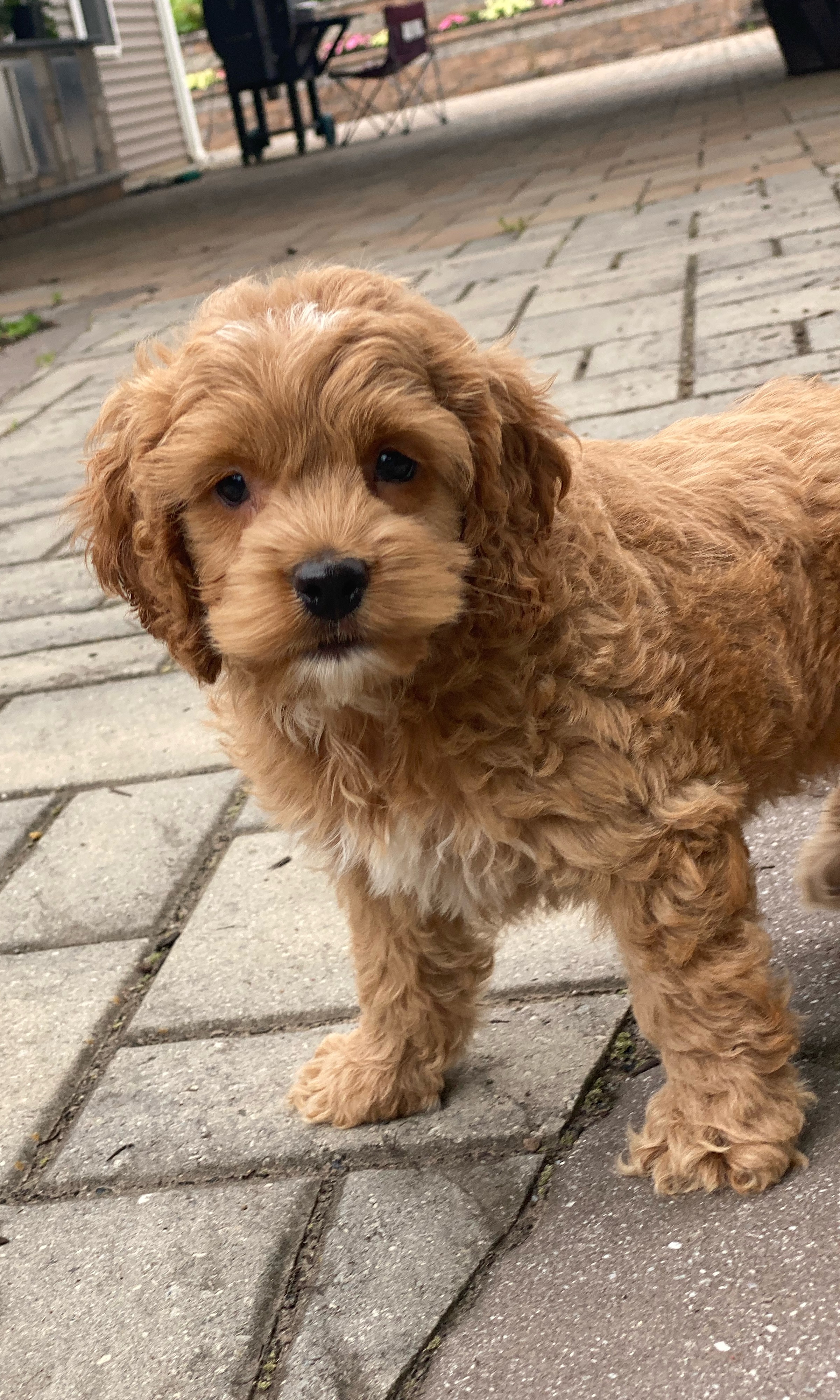 puppy, for, sale, Cocka Poo, Curtis  Martin, dog, breeder, Seneca Falls, NY, dog-breeder, puppy-for-sale, forsale, nearby, find, puppyfind, locator, puppylocator, aca