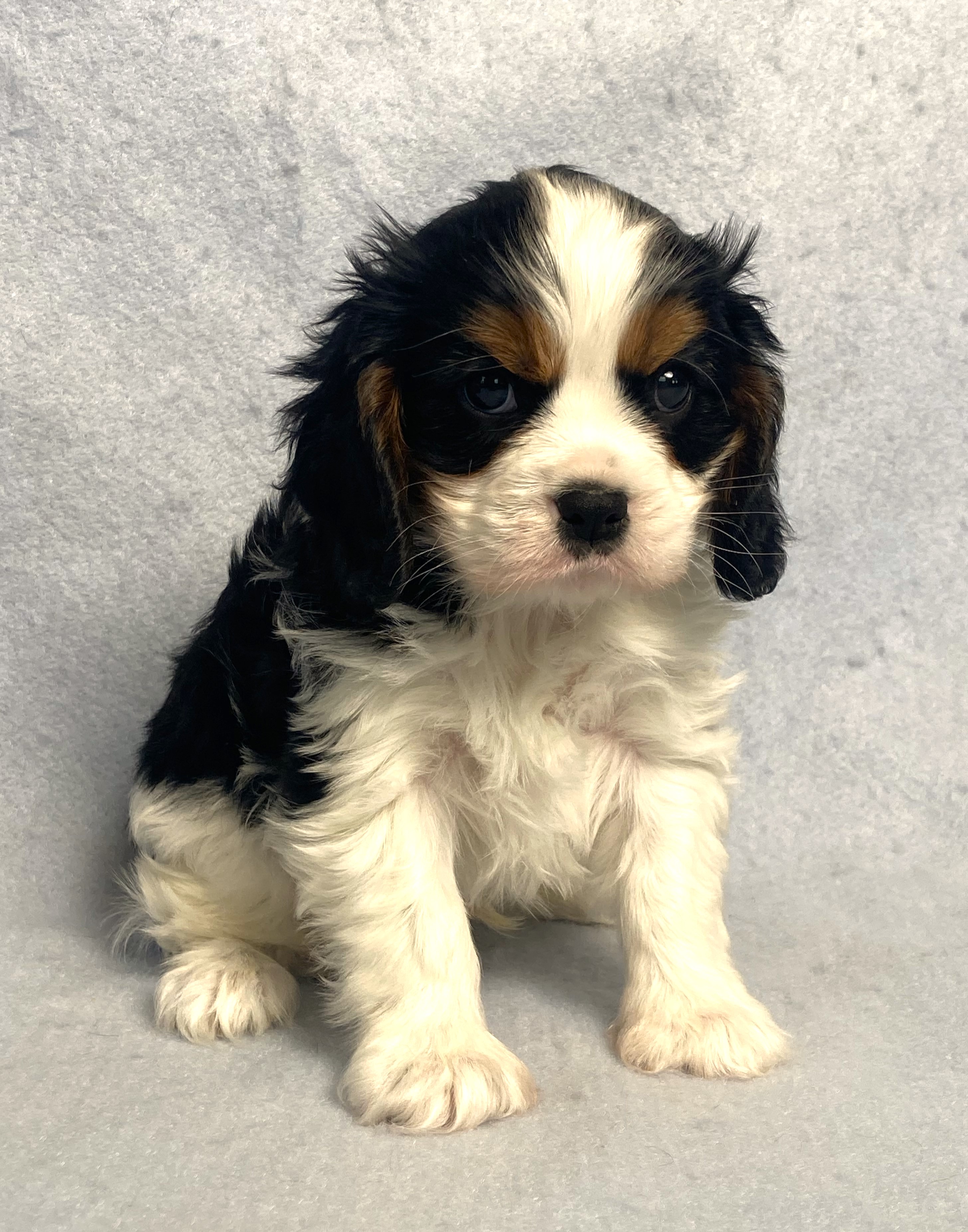 puppy, for, sale, Cavalier King Charles Spaniel,   Little Stream Estates LLC, dog, breeder, Lititz, PA, dog-breeder, puppy-for-sale, forsale, nearby, find, puppyfind, locator, puppylocator, aca