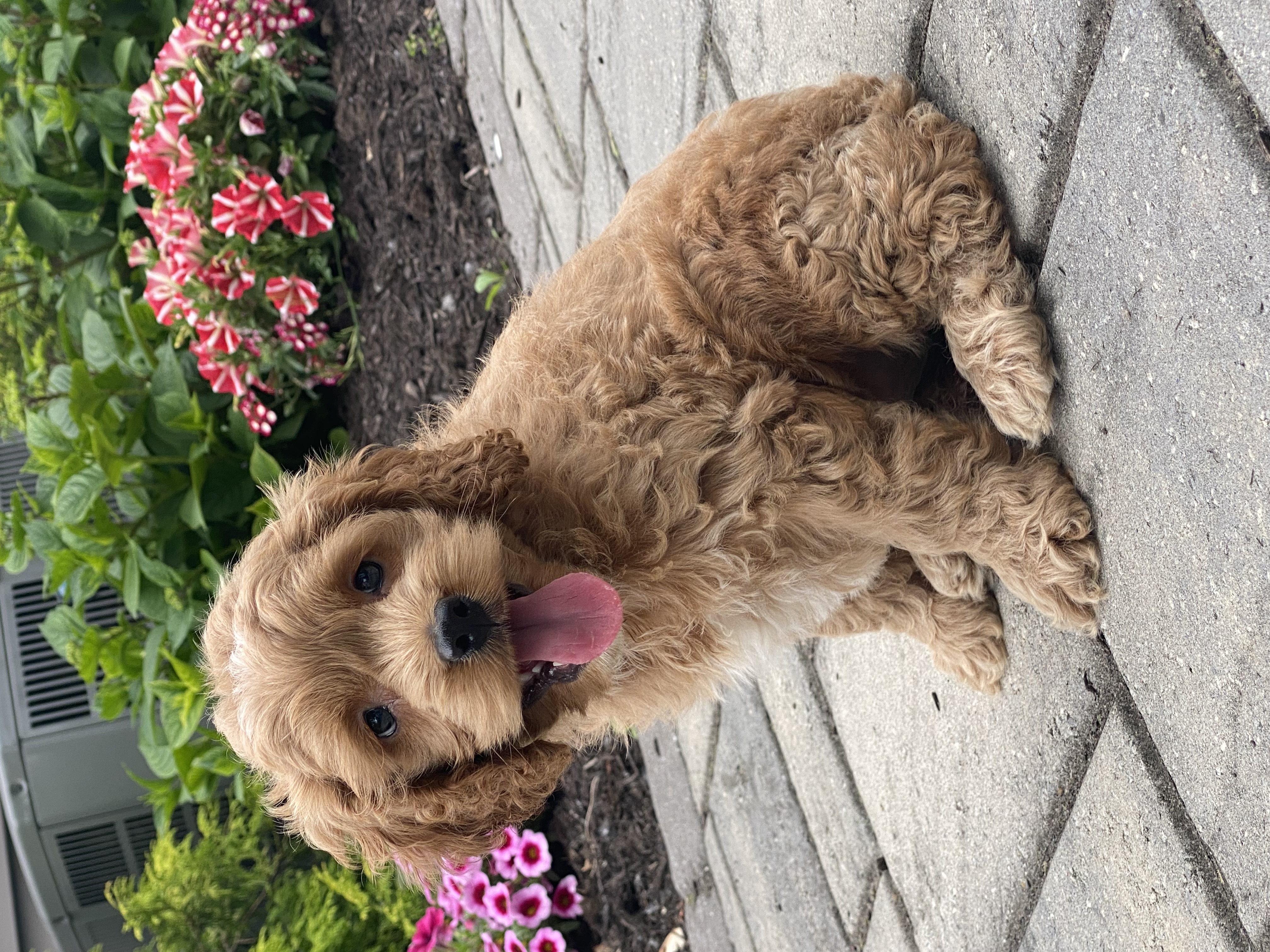 puppy, for, sale, Cocka Poo, Curtis  Martin, dog, breeder, Seneca Falls, NY, dog-breeder, puppy-for-sale, forsale, nearby, find, puppyfind, locator, puppylocator, aca