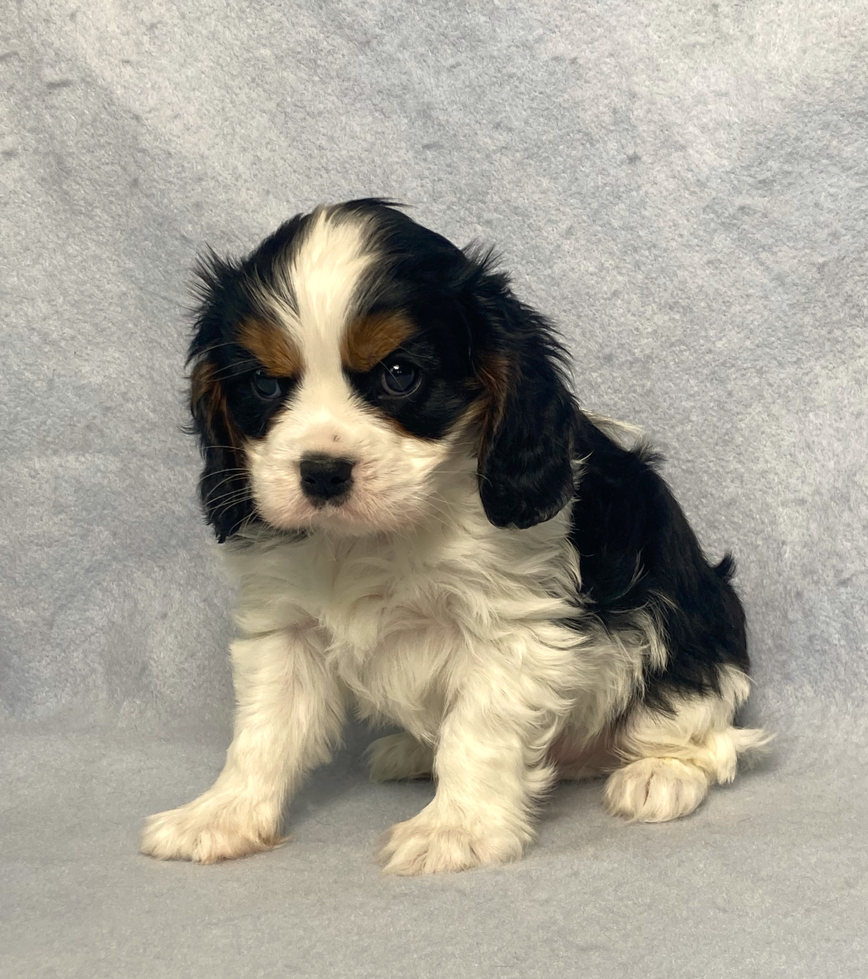 puppy, for, sale, Cavalier King Charles Spaniel,   Little Stream Estates LLC, dog, breeder, Lititz, PA, dog-breeder, puppy-for-sale, forsale, nearby, find, puppyfind, locator, puppylocator, aca