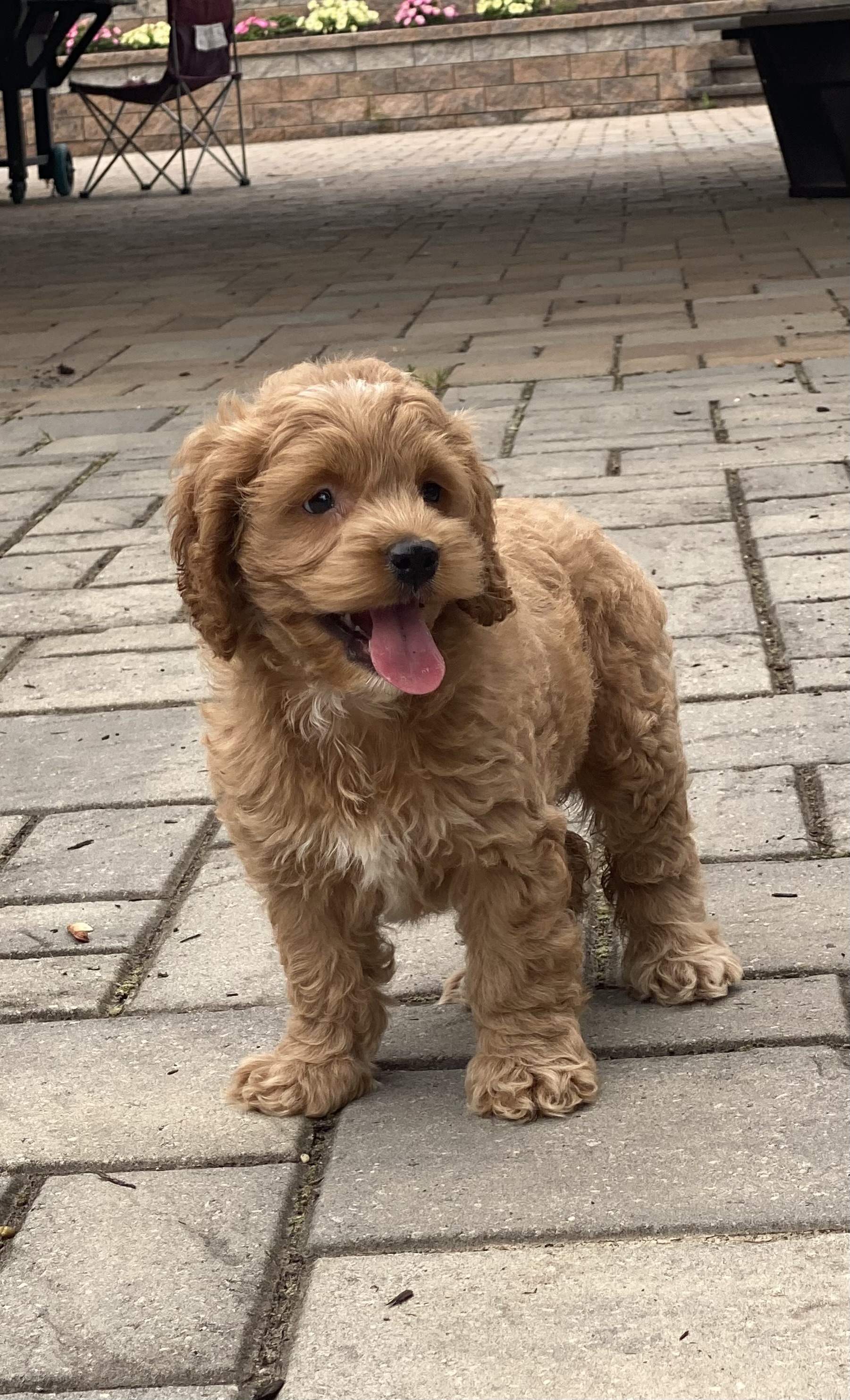 puppy, for, sale, Cocka Poo, Curtis  Martin, dog, breeder, Seneca Falls, NY, dog-breeder, puppy-for-sale, forsale, nearby, find, puppyfind, locator, puppylocator, aca