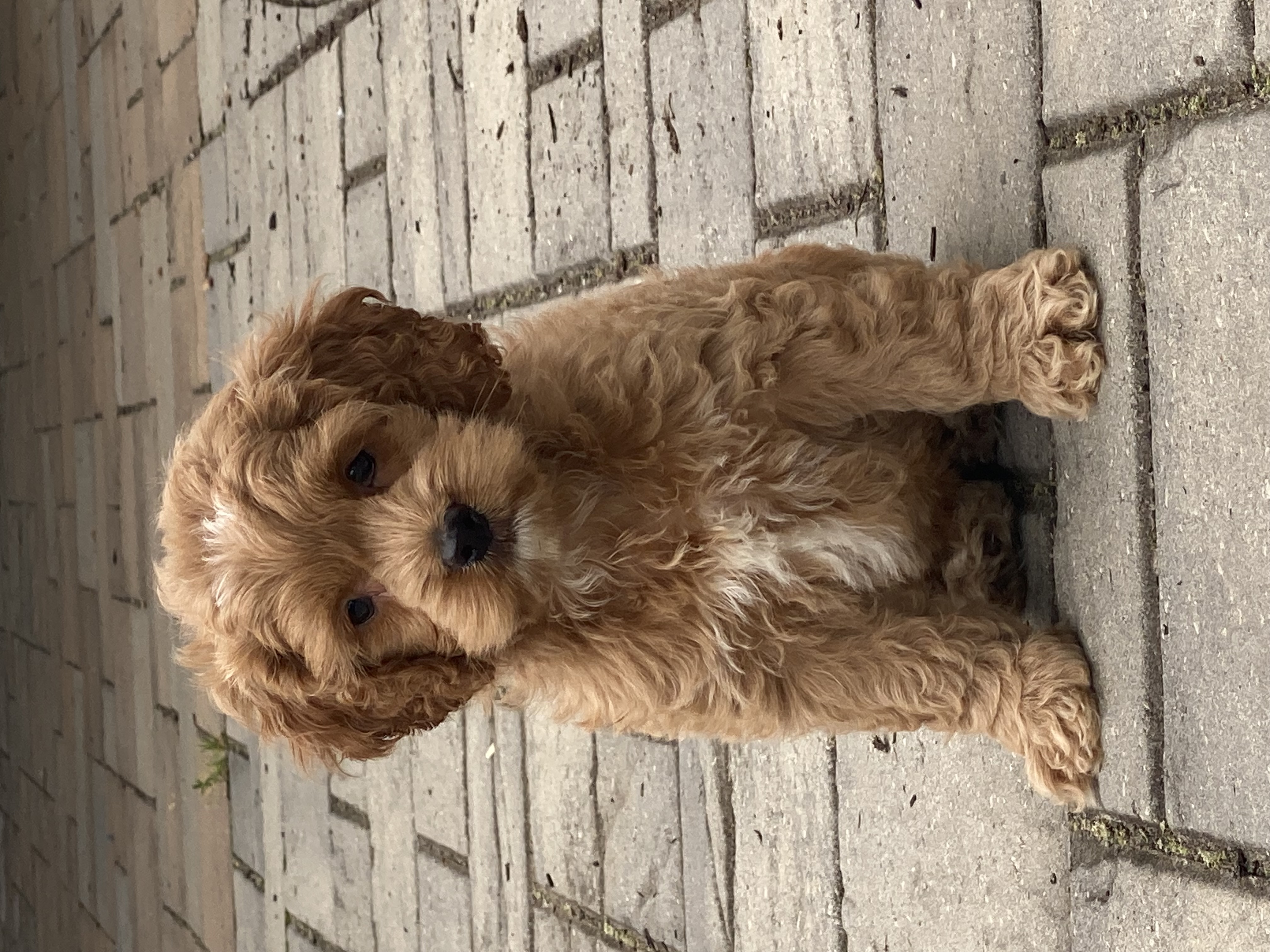 puppy, for, sale, Cocka Poo, Curtis  Martin, dog, breeder, Seneca Falls, NY, dog-breeder, puppy-for-sale, forsale, nearby, find, puppyfind, locator, puppylocator, aca