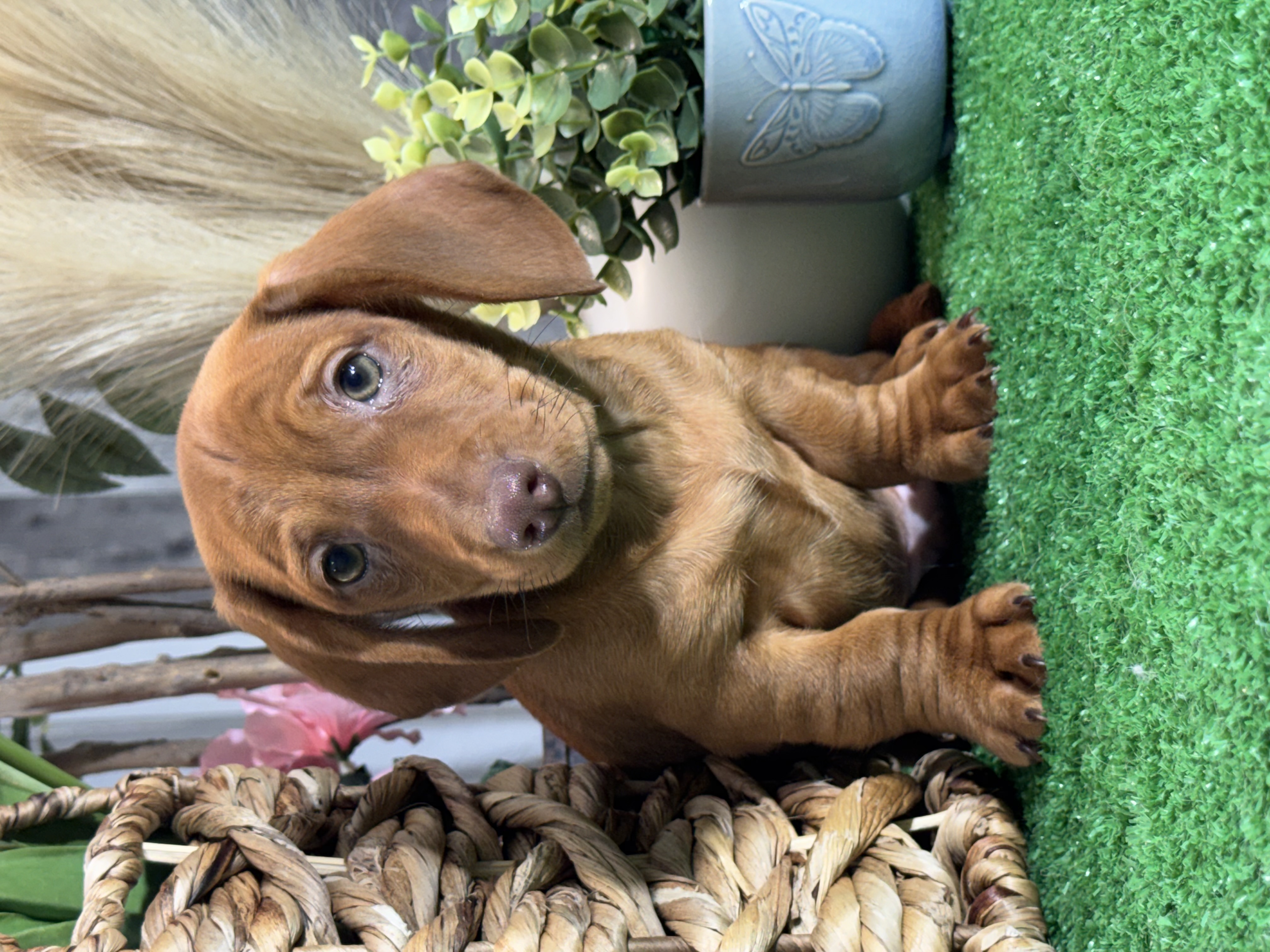 puppy, for, sale, Dachshund, Curtis  Martin, dog, breeder, Seneca Falls, NY, dog-breeder, puppy-for-sale, forsale, nearby, find, puppyfind, locator, puppylocator, aca