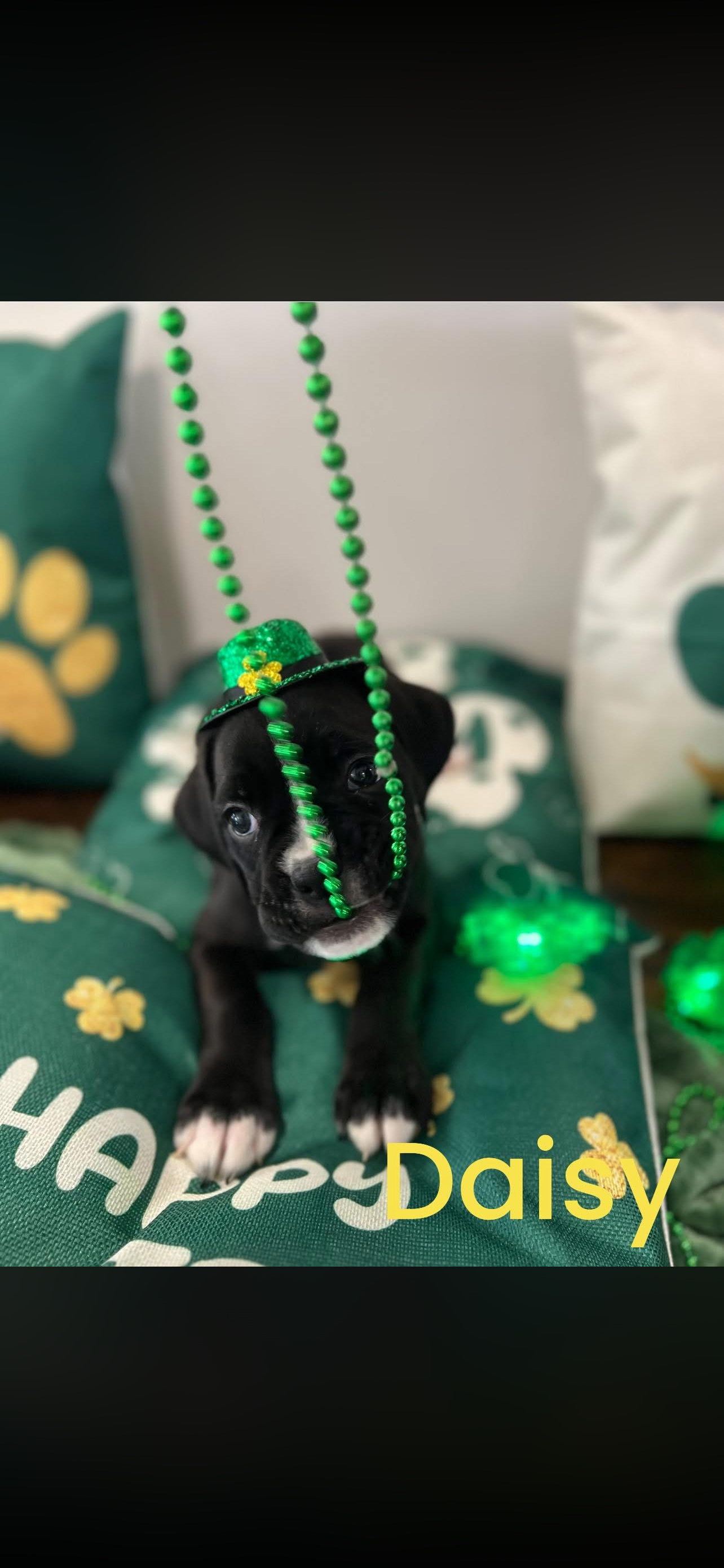 puppy, for, sale, Boxer, ANTHONY P BOSSIE, dog, breeder, HIRAM, GA, dog-breeder, puppy-for-sale, forsale, nearby, find, puppyfind, locator, puppylocator, aca