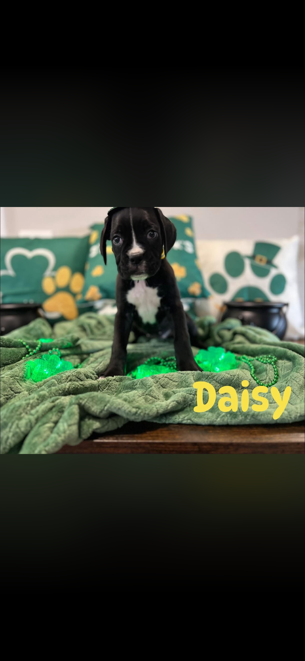 puppy, for, sale, Boxer, ANTHONY P BOSSIE, dog, breeder, HIRAM, GA, dog-breeder, puppy-for-sale, forsale, nearby, find, puppyfind, locator, puppylocator, aca